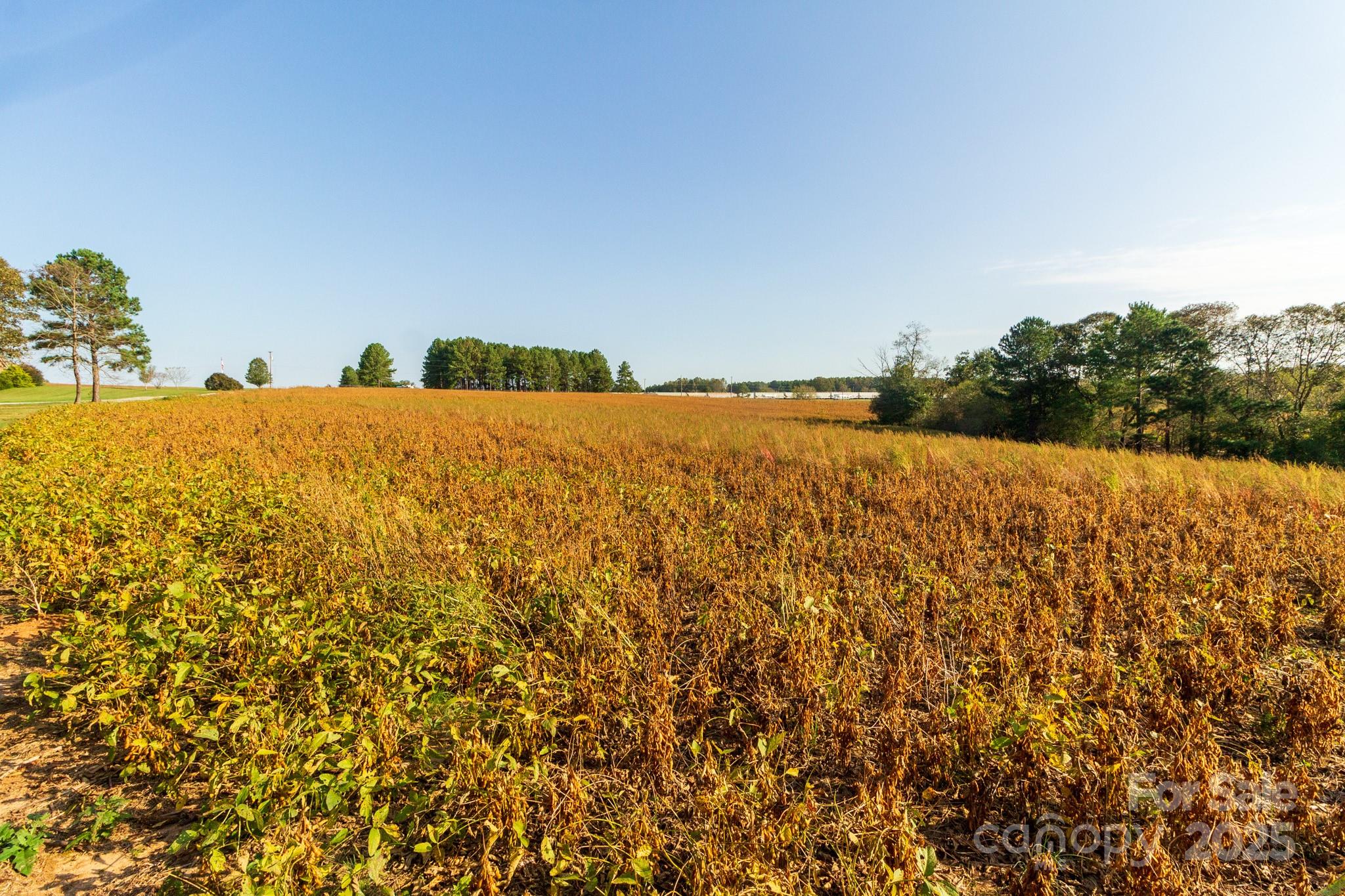Acreage at 00 Lattimore Road, Shelby, photo 12 of 22