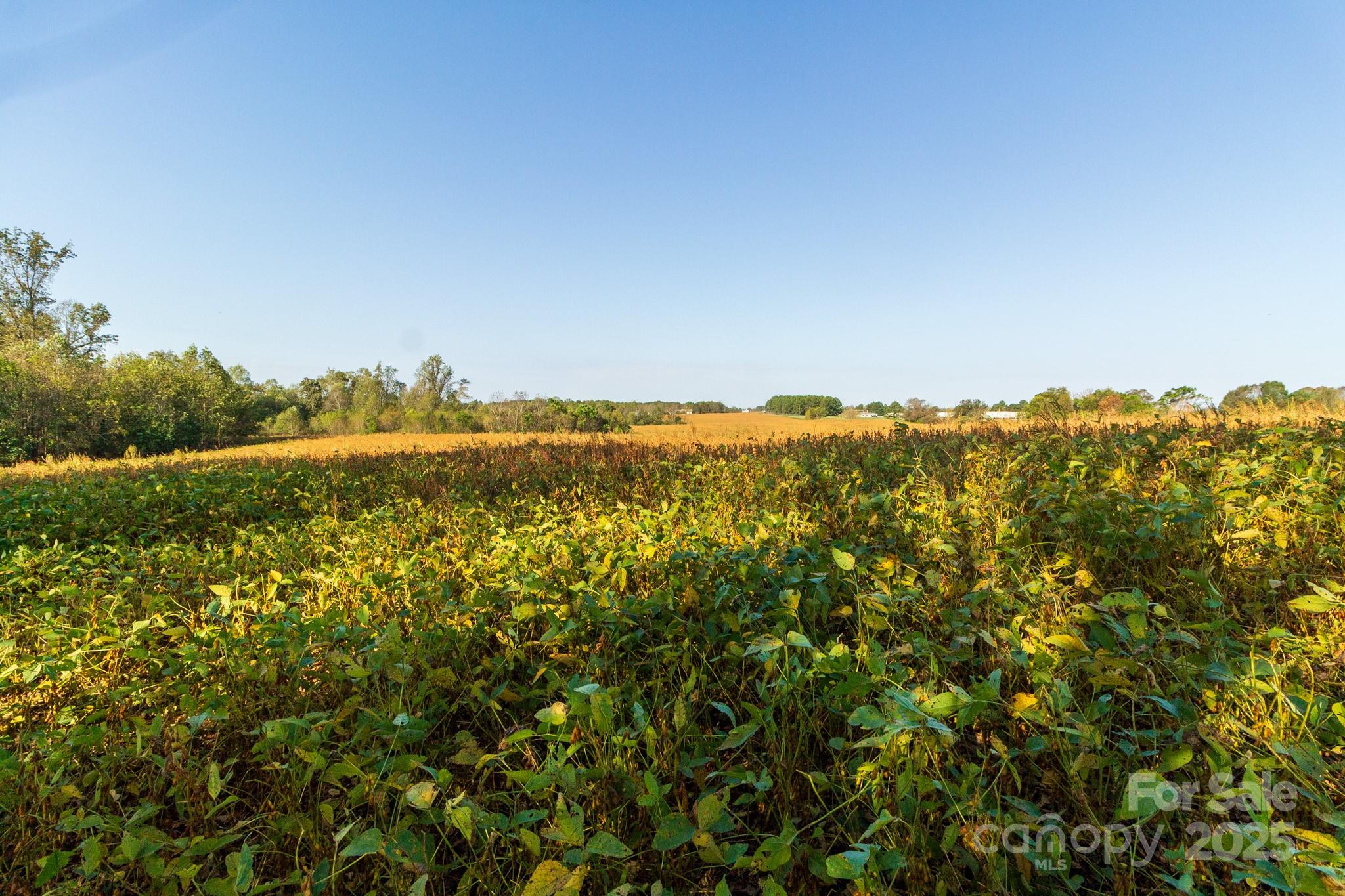 Acreage at 00 Lattimore Road, Shelby, photo 15 of 22