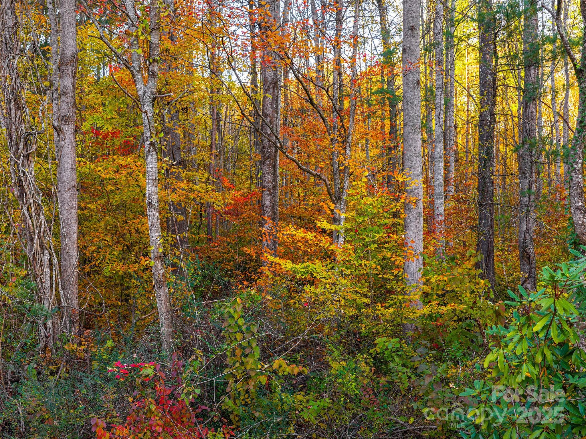 Acreage at 51 Rice Branch Road, Asheville, photo 8 of 8