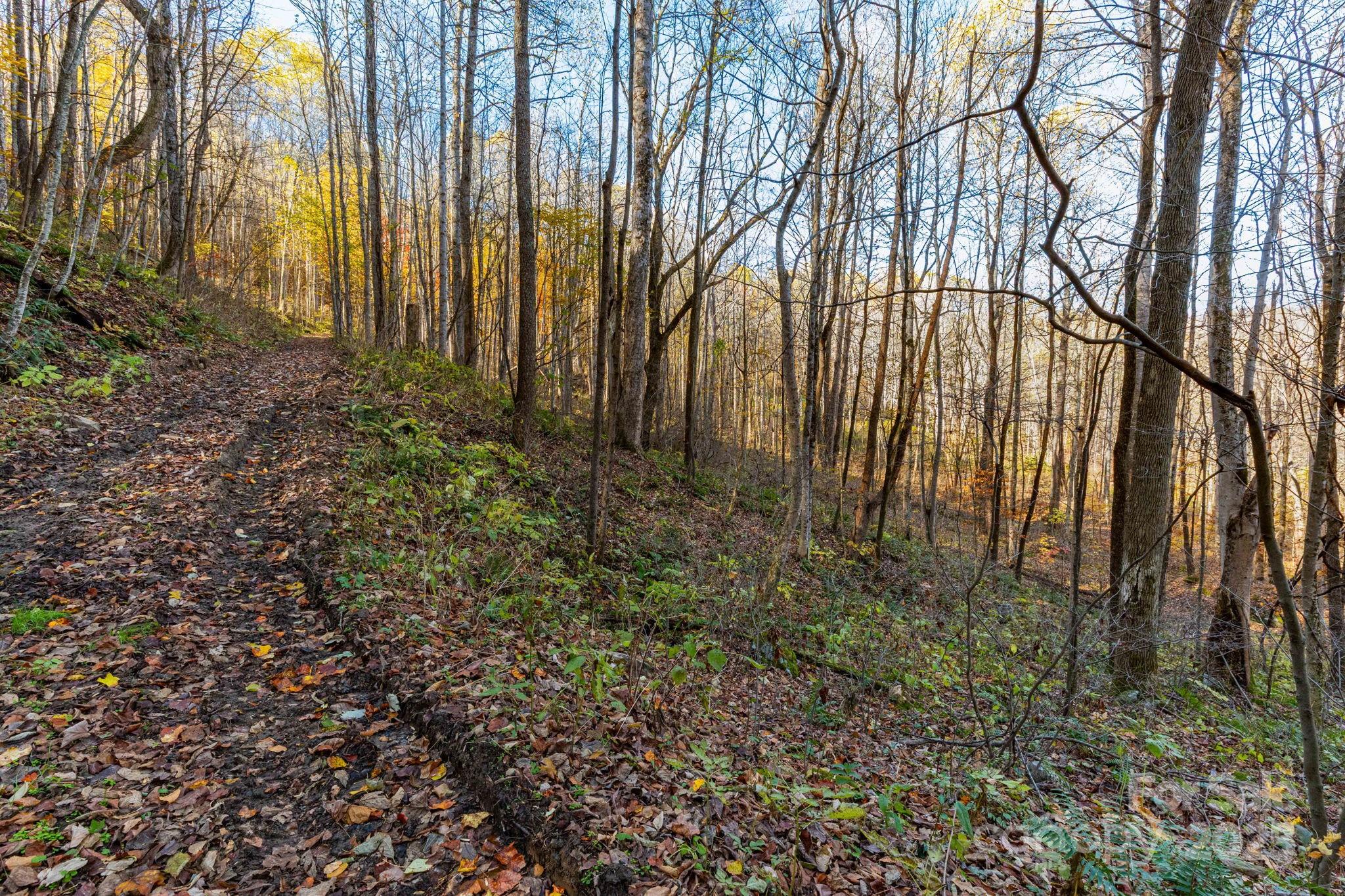 View of Bridle Trail - TBD Appaloosa Trail, Waynesville