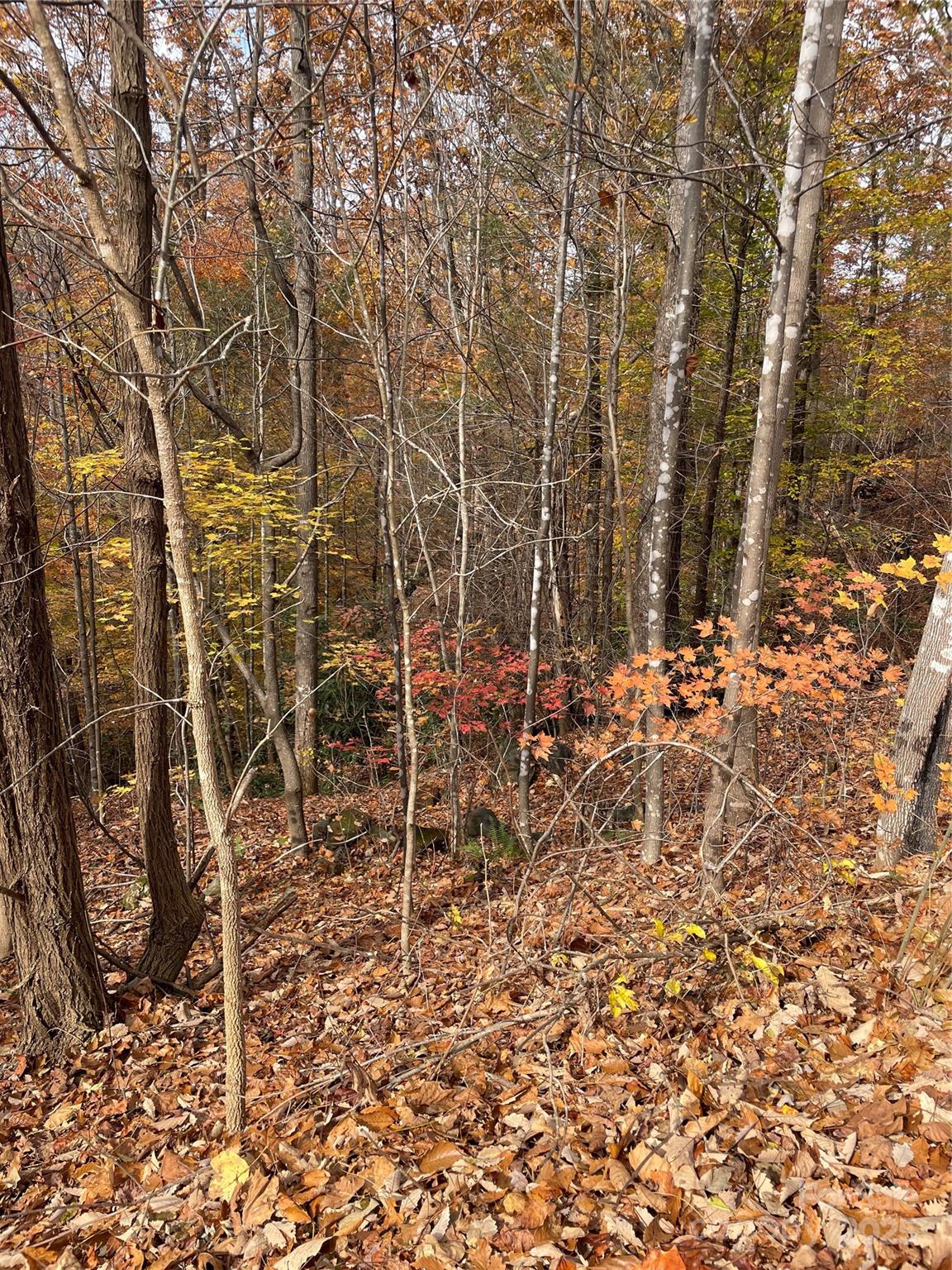 #14 - taken about 3/4 of the way toward the old lot line between Lot 170 and Lot 72 - V/L Lot 72 & 170 Black Lark Drive, Marion