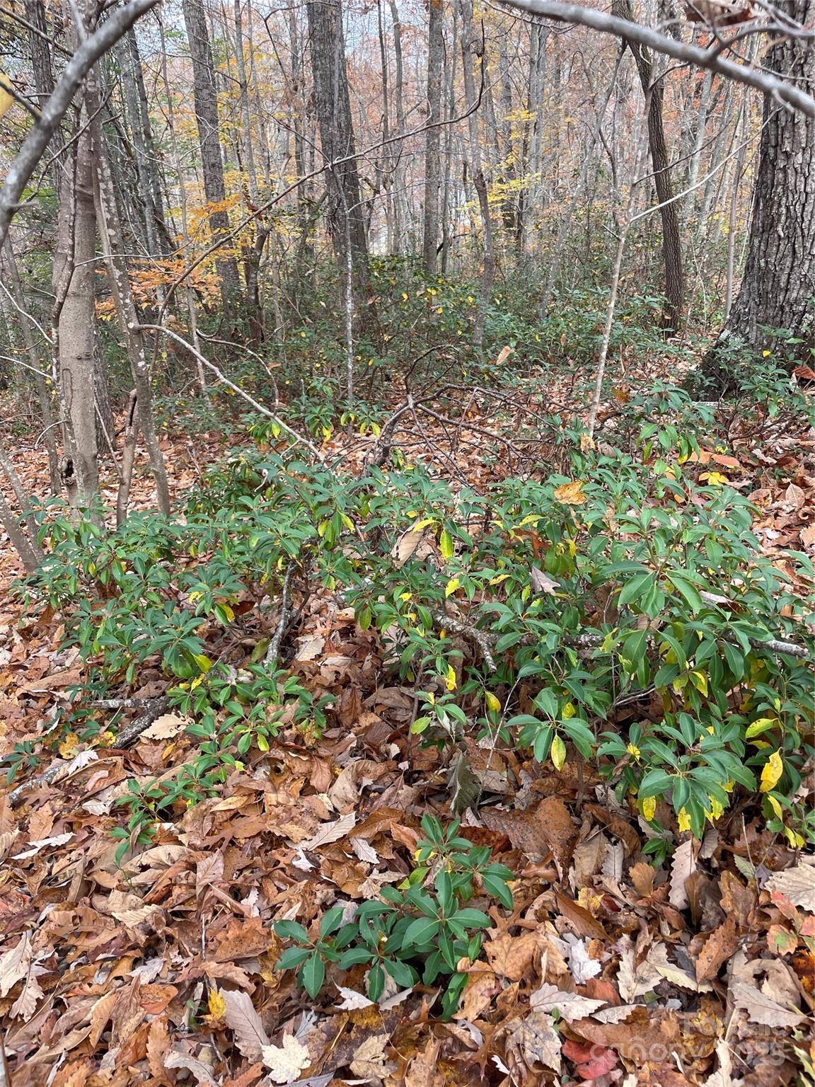 #29 - Mountain Laurel - V/L Lot 72 & 170 Black Lark Drive, Marion