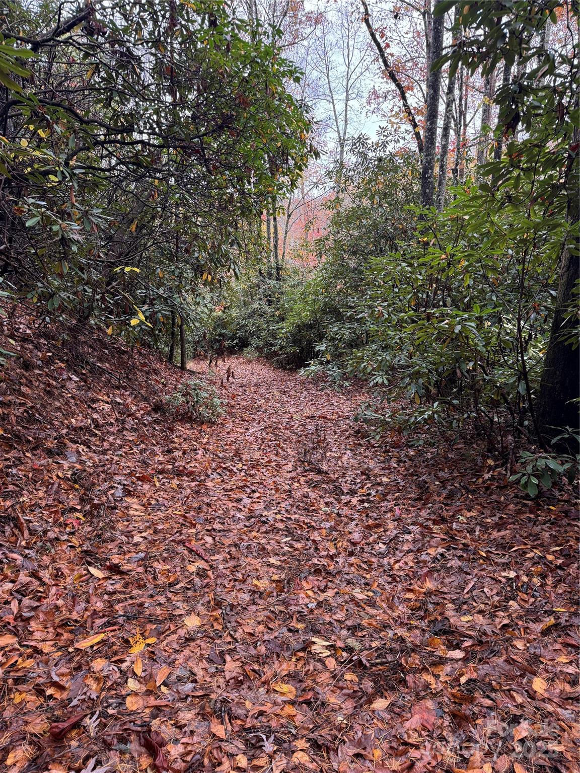 View back down road bed - 00 King Road, Pisgah Forest