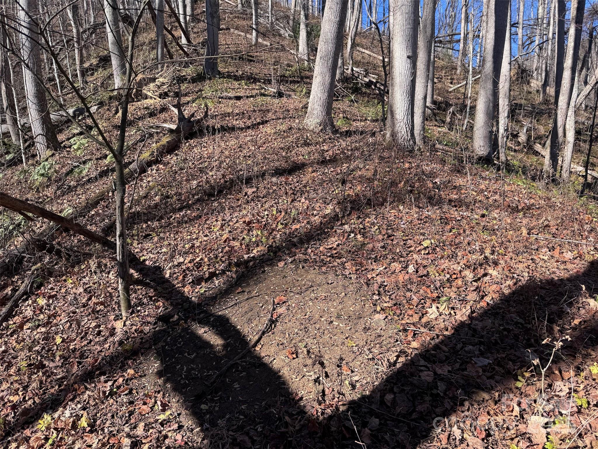 Acreage at 15 +/- Acres Riddle Branch Road, Burnsville, photo 7 of 38