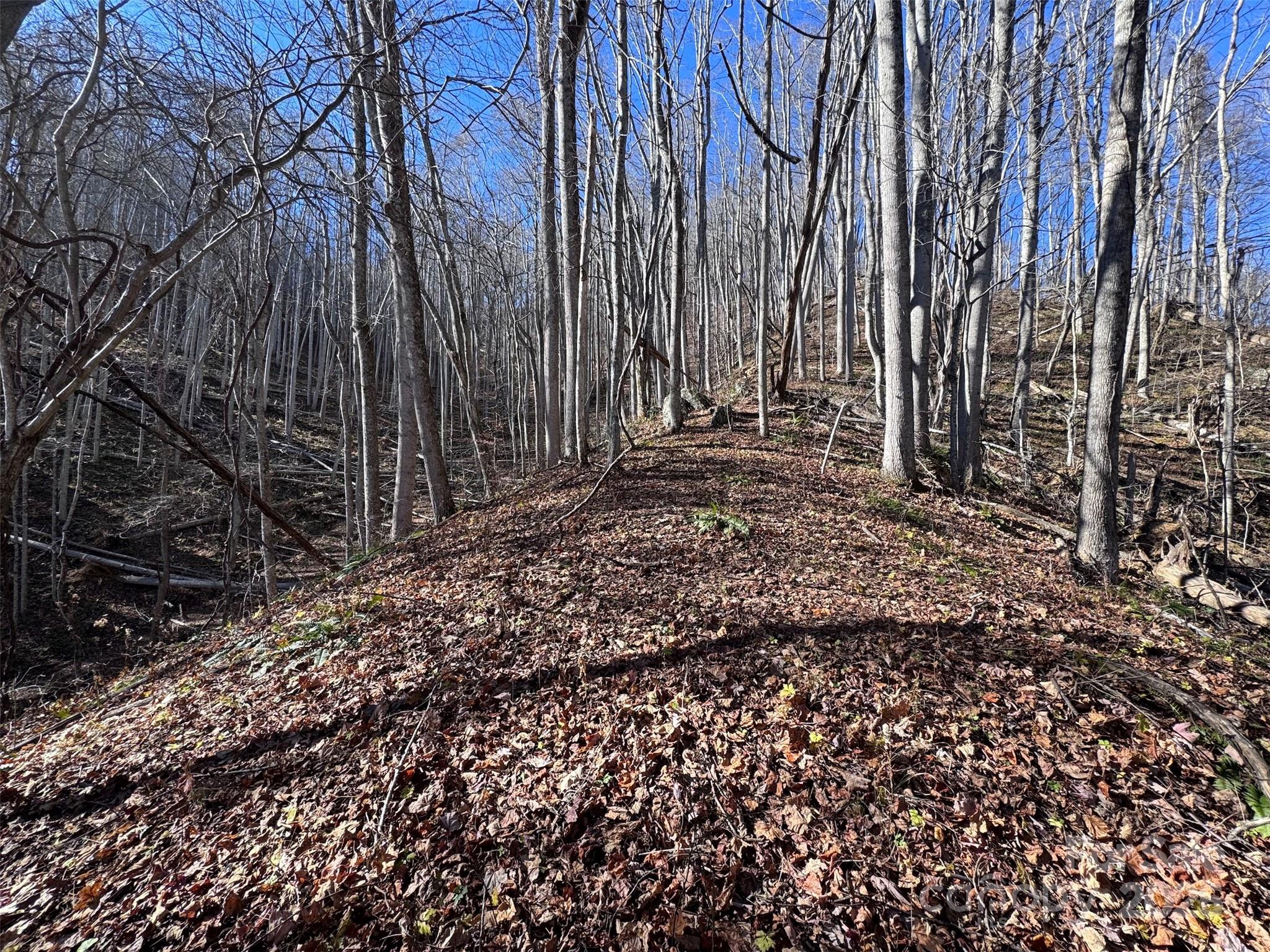 Acreage at 15 +/- Acres Riddle Branch Road, Burnsville, photo 8 of 38