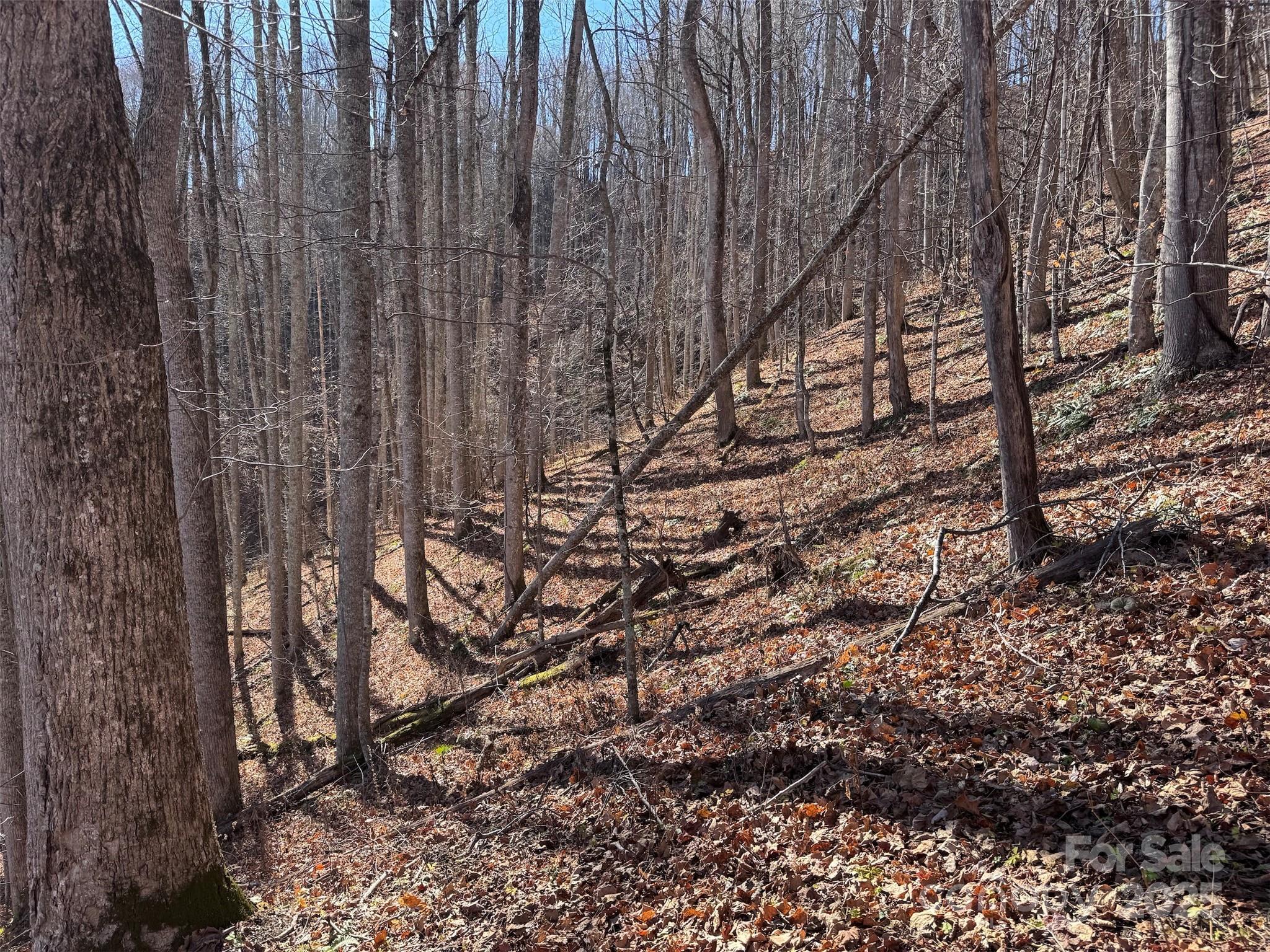 Acreage at 15 +/- Acres Riddle Branch Road, Burnsville, photo 26 of 38