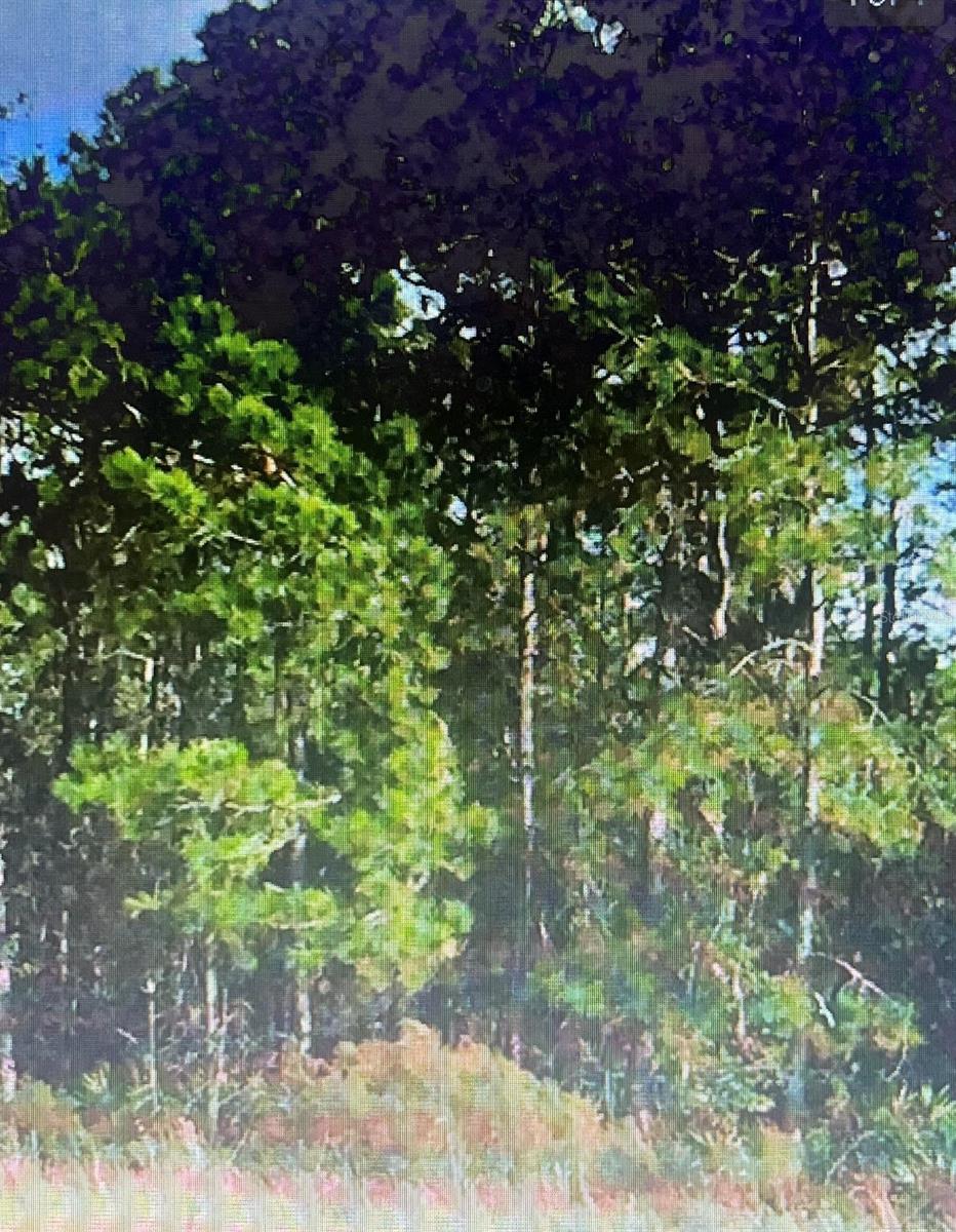 Land at SW 194 ST, ARCHER,FL 32618 - O4462-011-000