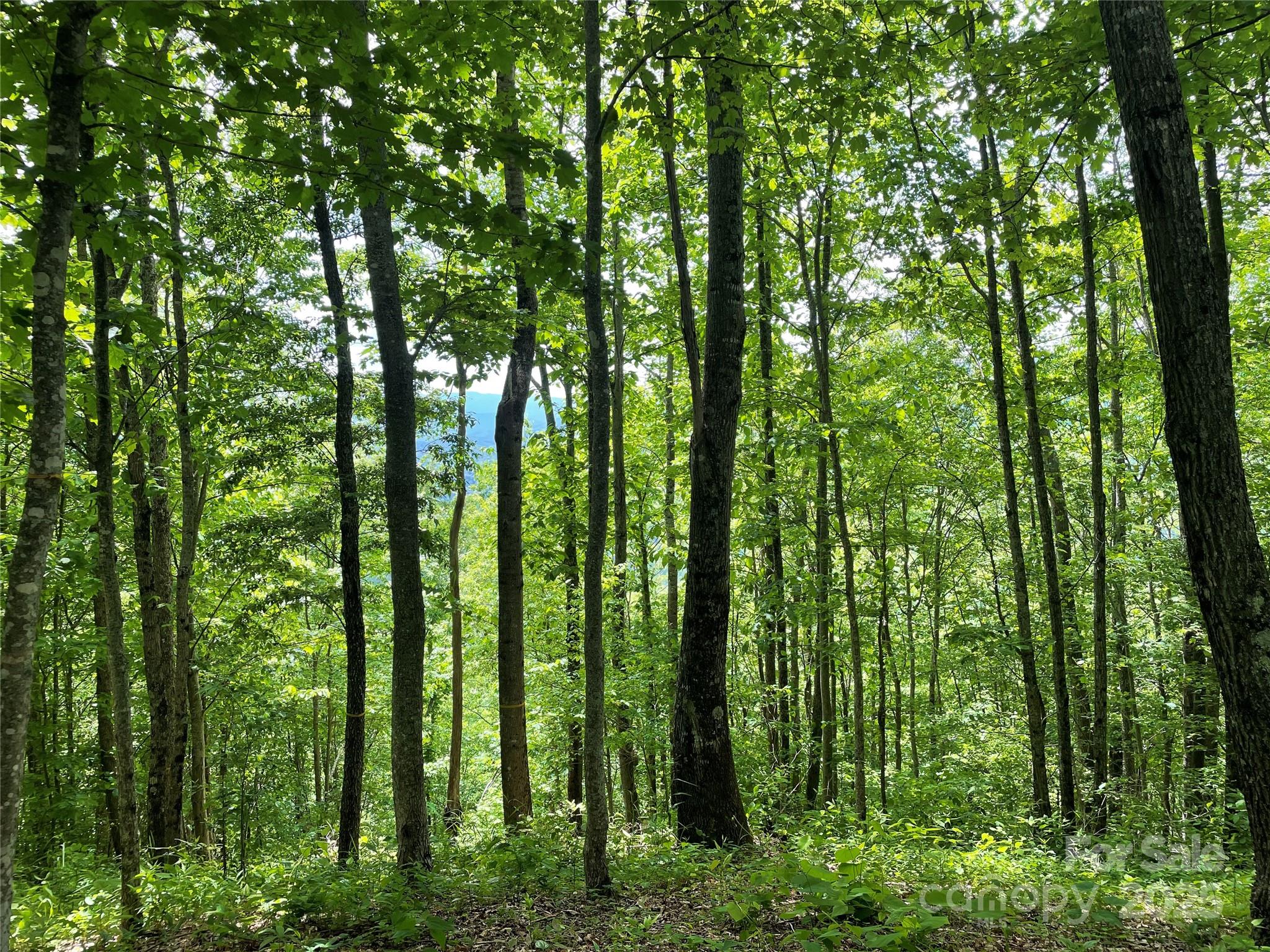 Lot at 223 Flying Dutchman Road, Sylva, photo 9 of 11