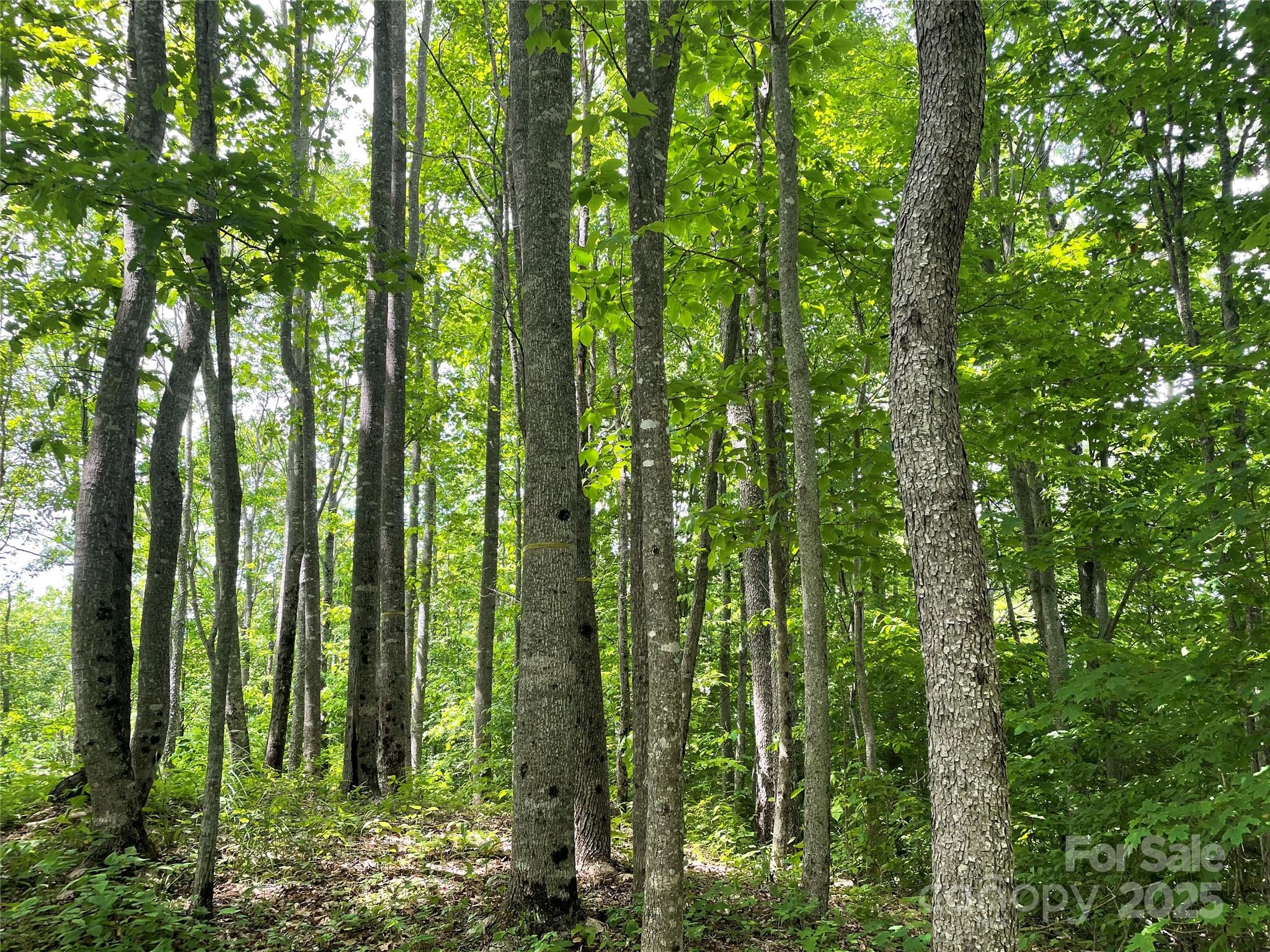 Lot at 223 Flying Dutchman Road, Sylva, photo 10 of 11