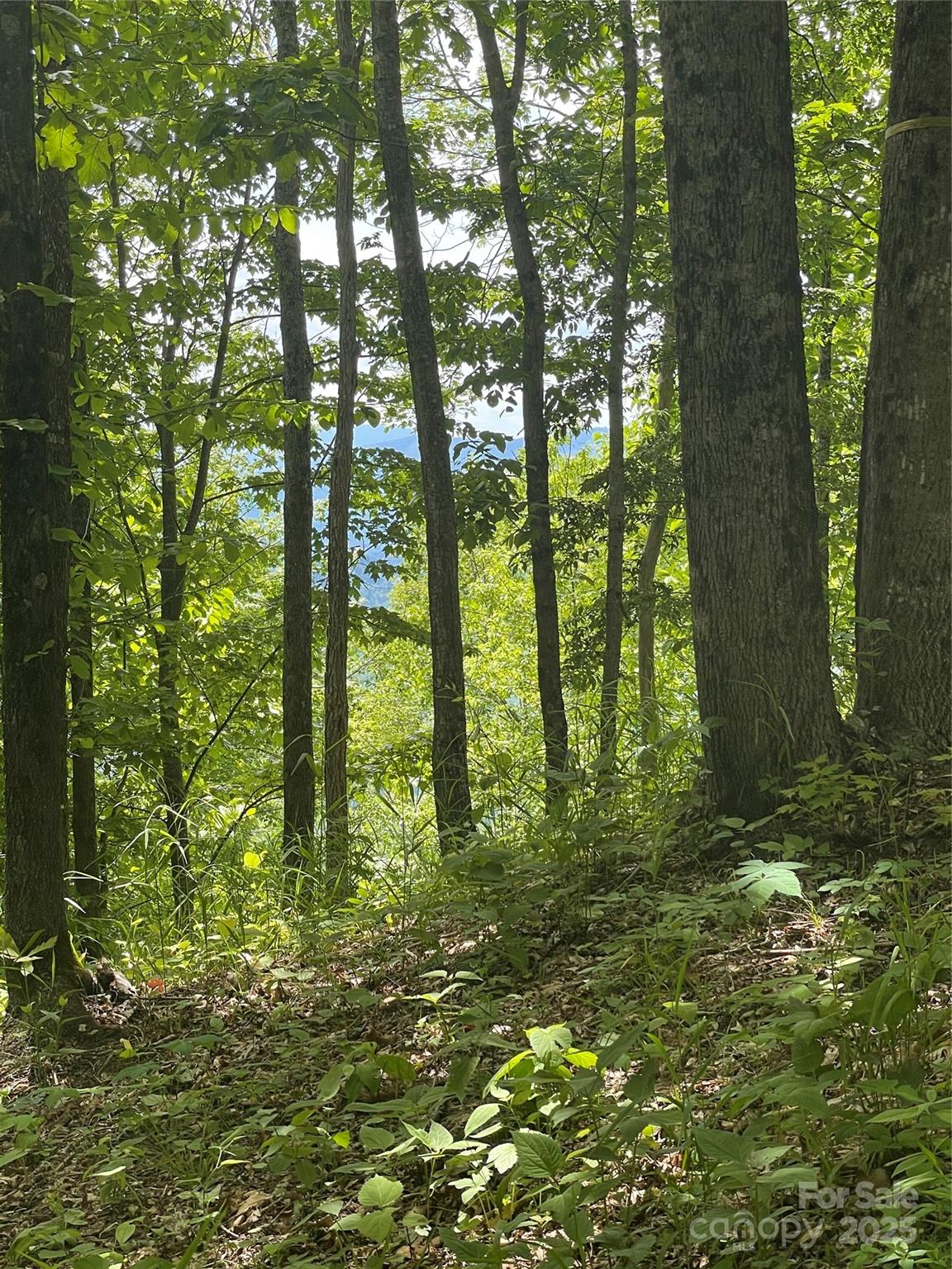 Lot at 223 Flying Dutchman Road, Sylva, photo 8 of 11
