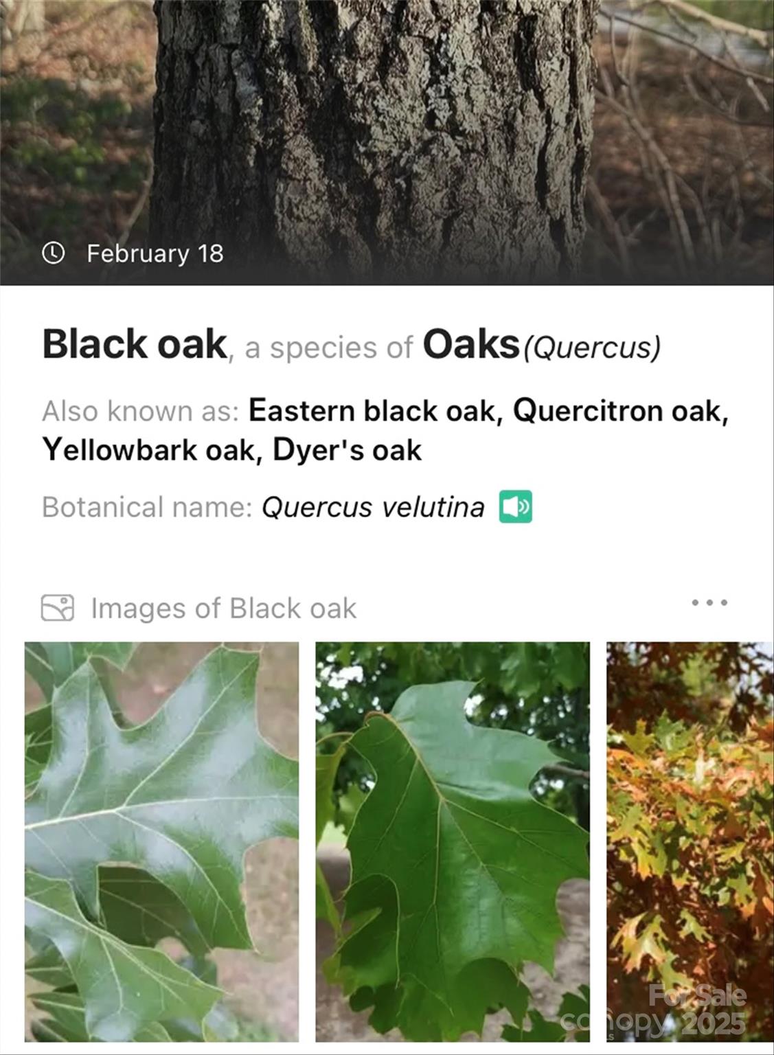 Some of the flora found on the property. - Lot #45 Fox Ridge Trail, Marion
