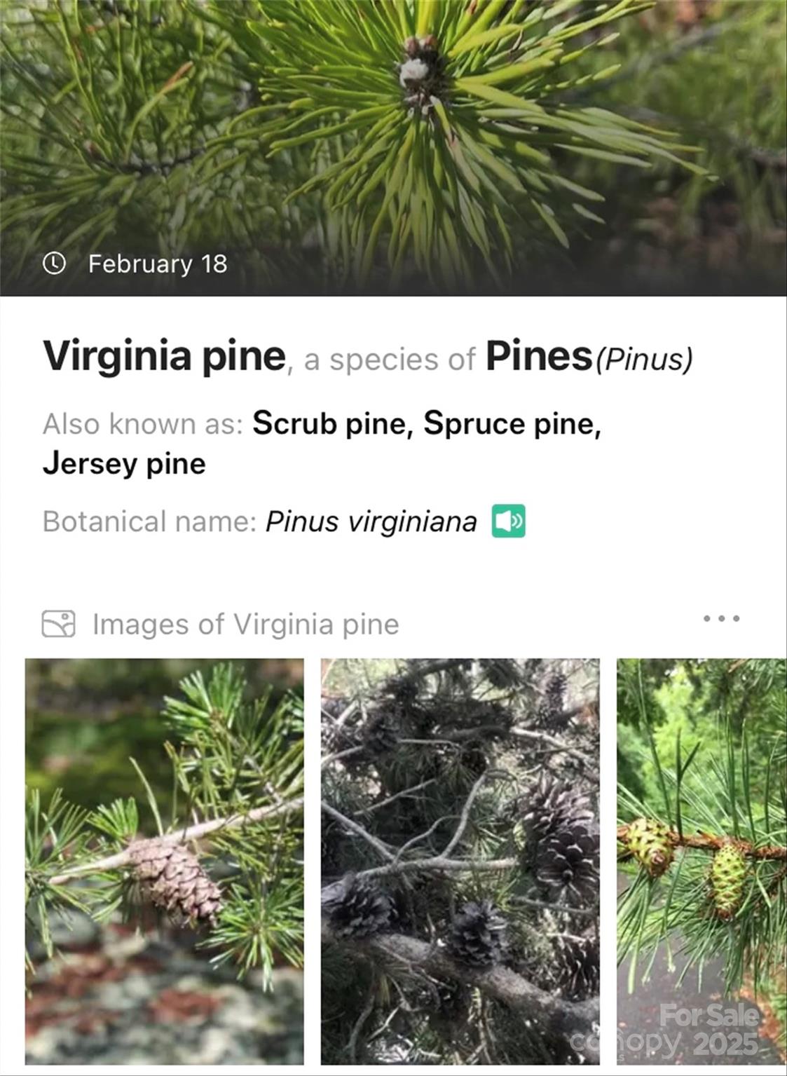 Some of the flora found on the property. - Lot #45 Fox Ridge Trail, Marion