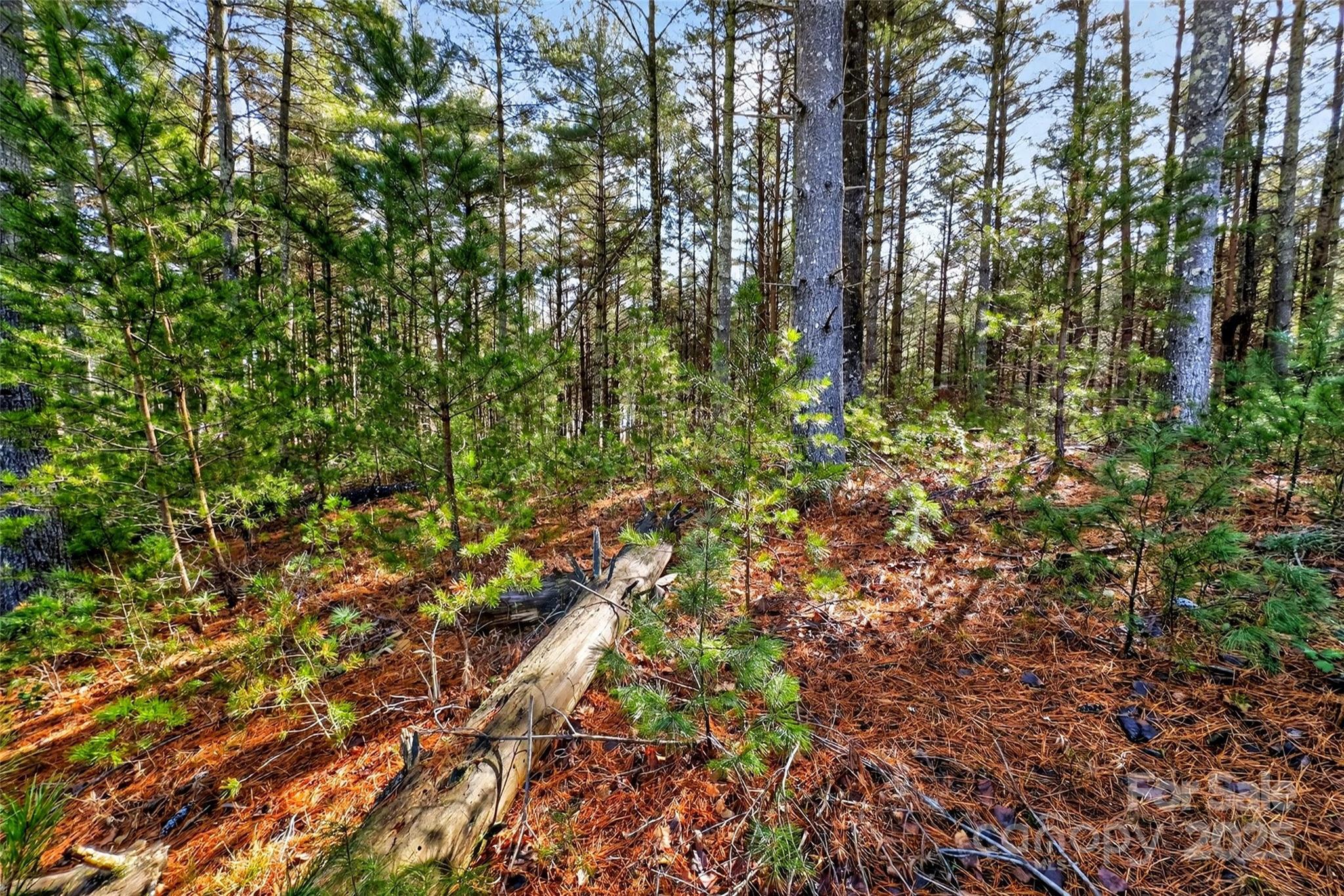 Lot at 365 Peninsula Reserve Road, Nebo, photo 38 of 47