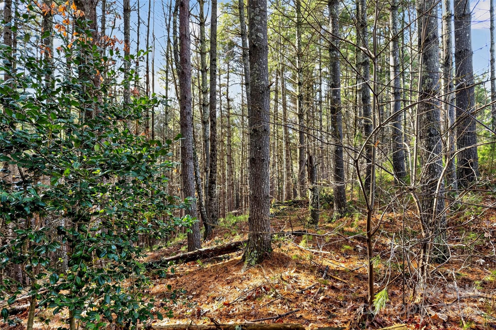 Lot at 365 Peninsula Reserve Road, Nebo, photo 39 of 47