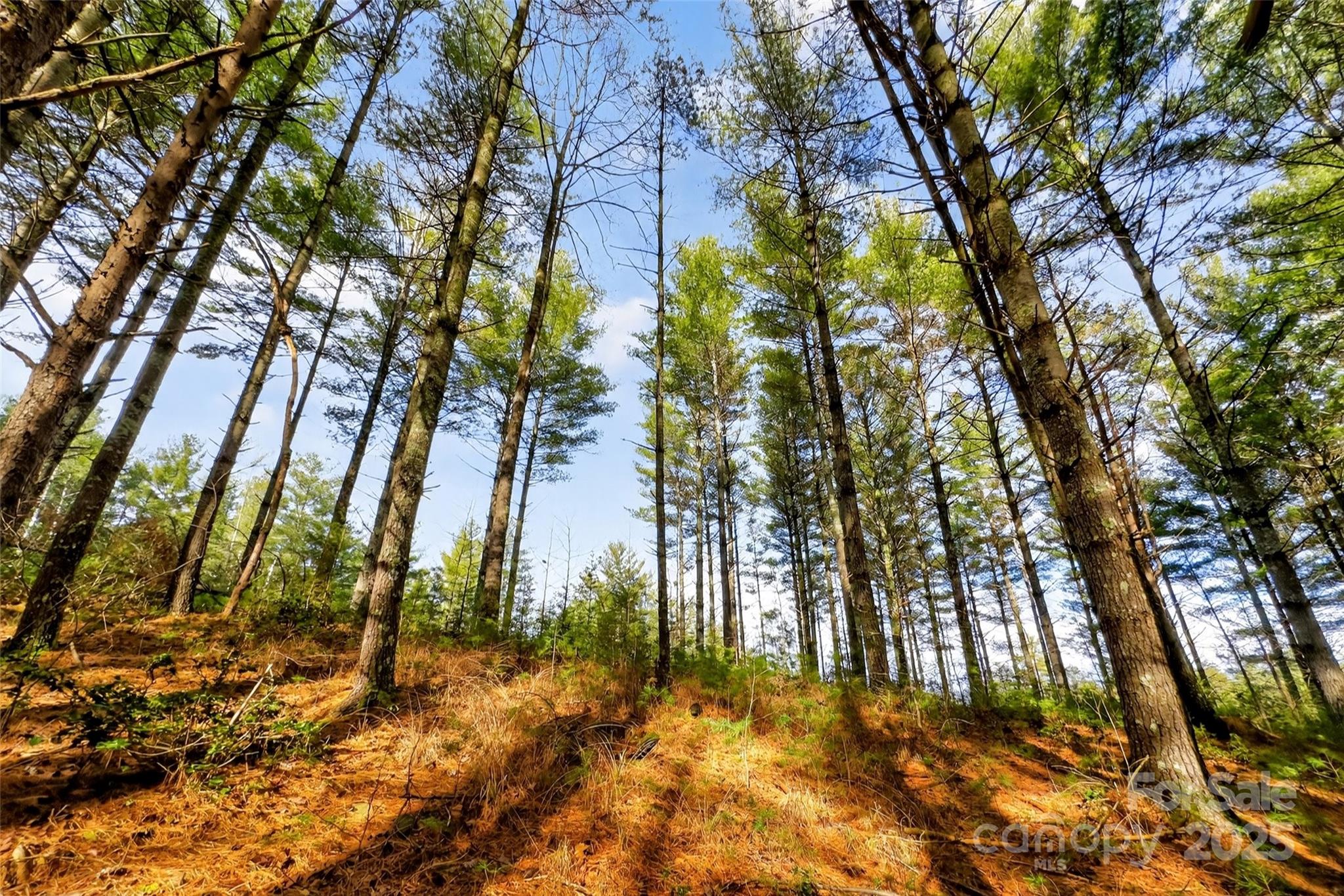 Lot at 365 Peninsula Reserve Road, Nebo, photo 44 of 47