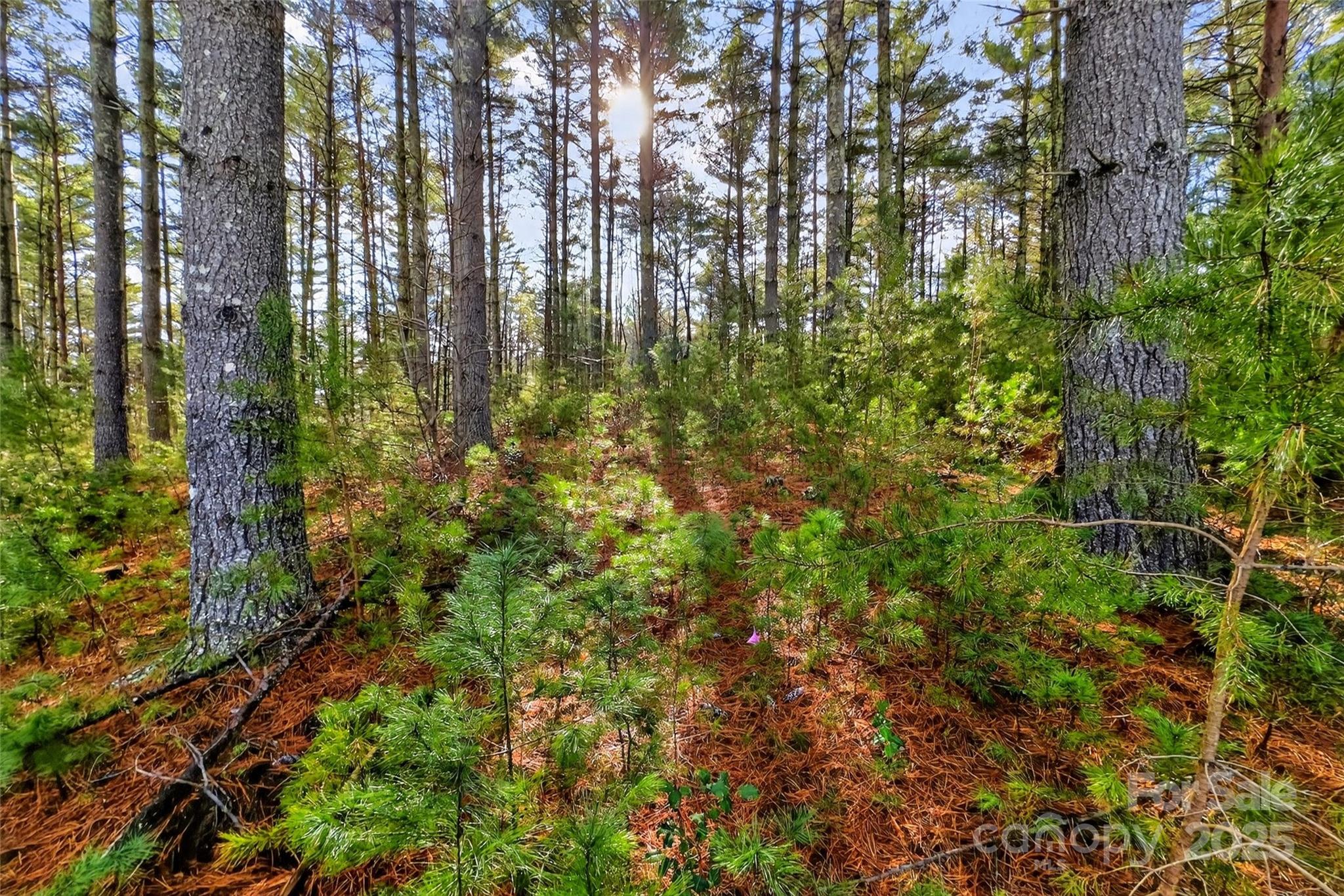 Lot at 365 Peninsula Reserve Road, Nebo, photo 47 of 47