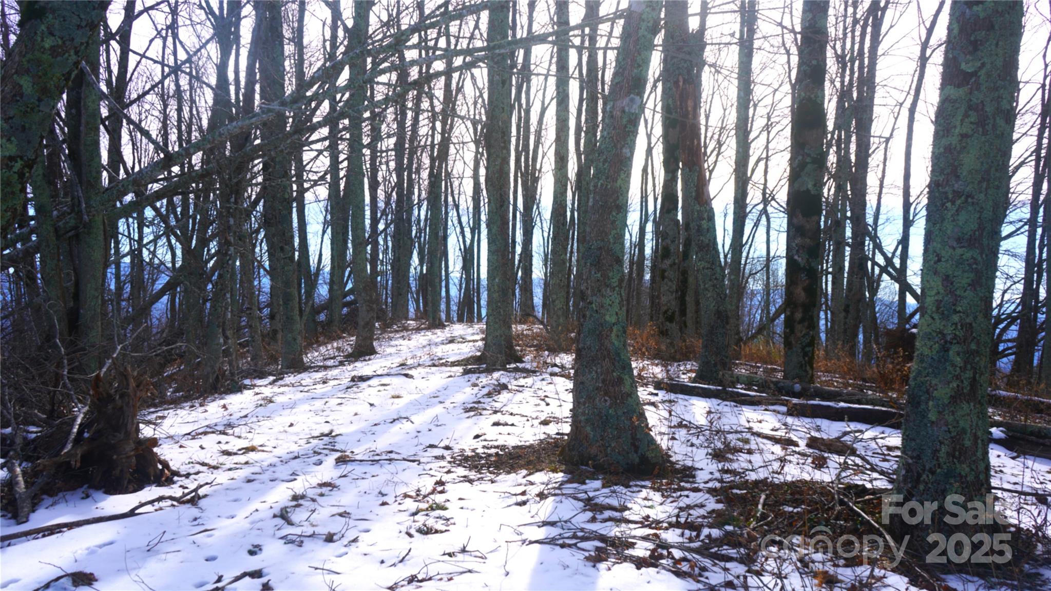 Highest elevation, flat wooded property top - SR-1386 W Sang Branch, Hog Branch Road W, Burnsville