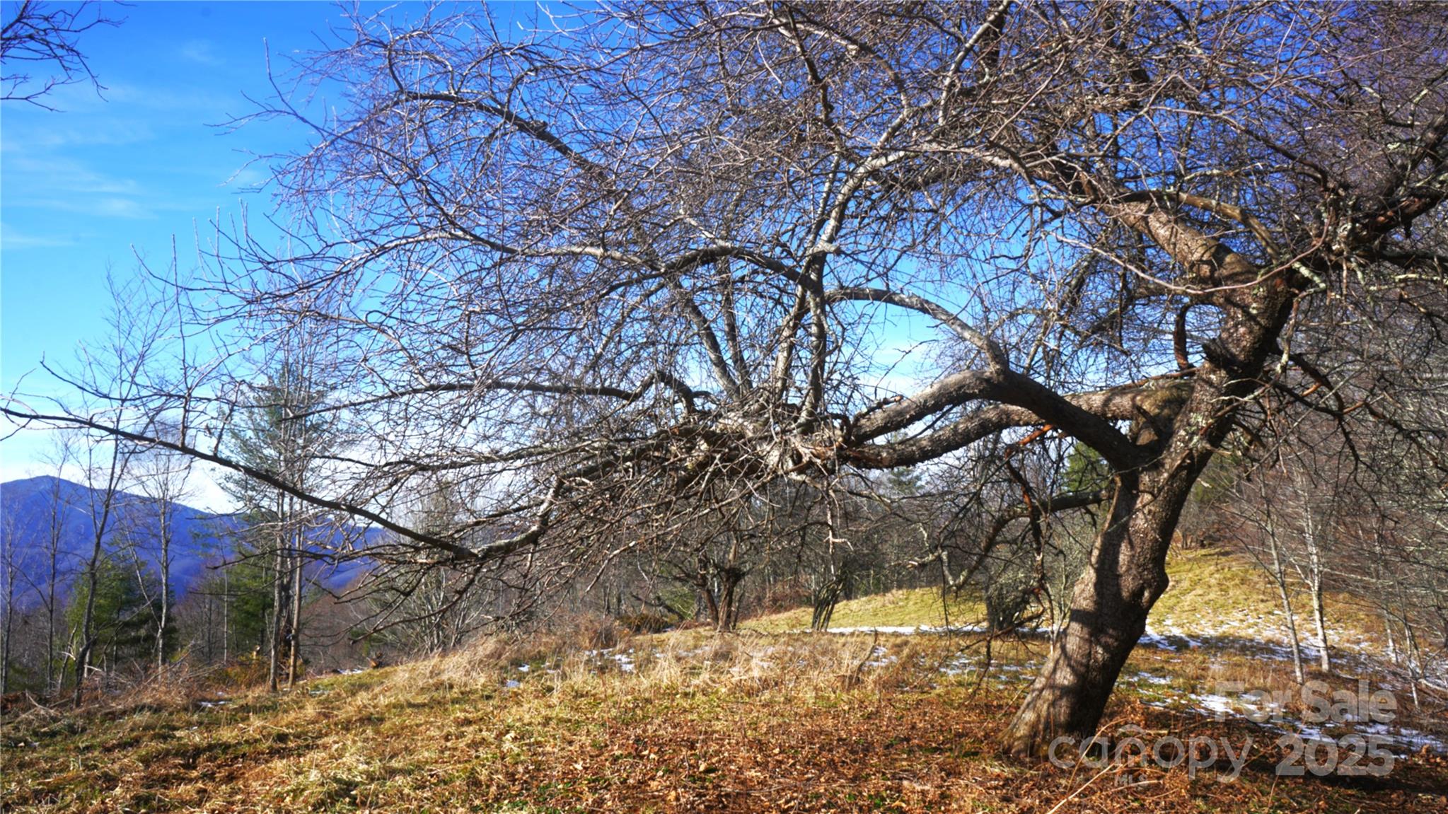 Mountain view, trees in open pastures - SR-1386 W Sang Branch, Hog Branch Road W, Burnsville