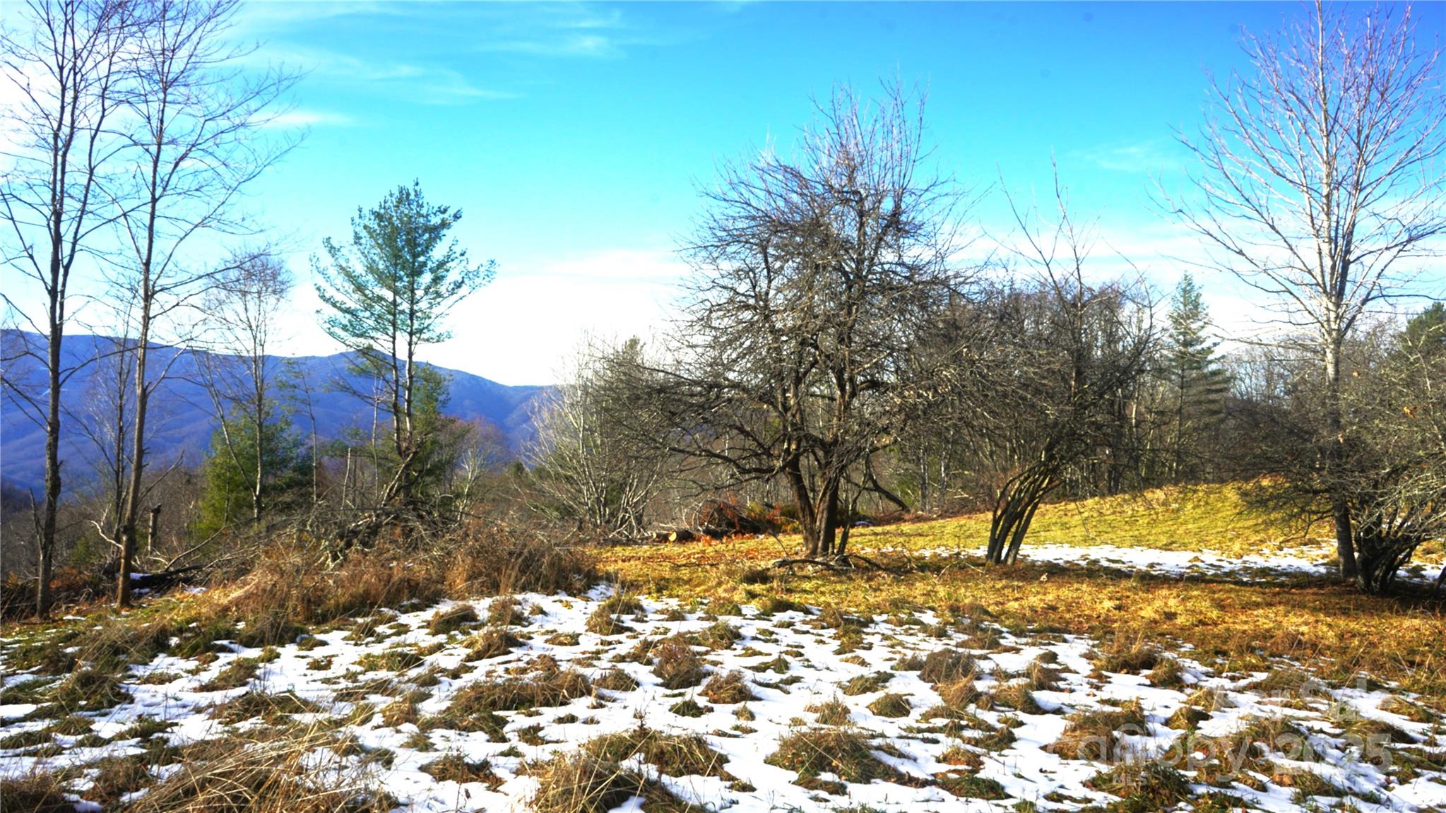 Mtn top meadows, old apple trees - SR-1386 W Sang Branch, Hog Branch Road W, Burnsville