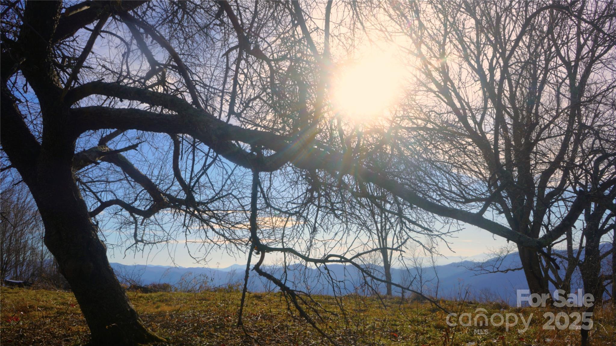 Winter sun, old apple tree, south views - SR-1386 W Sang Branch, Hog Branch Road W, Burnsville
