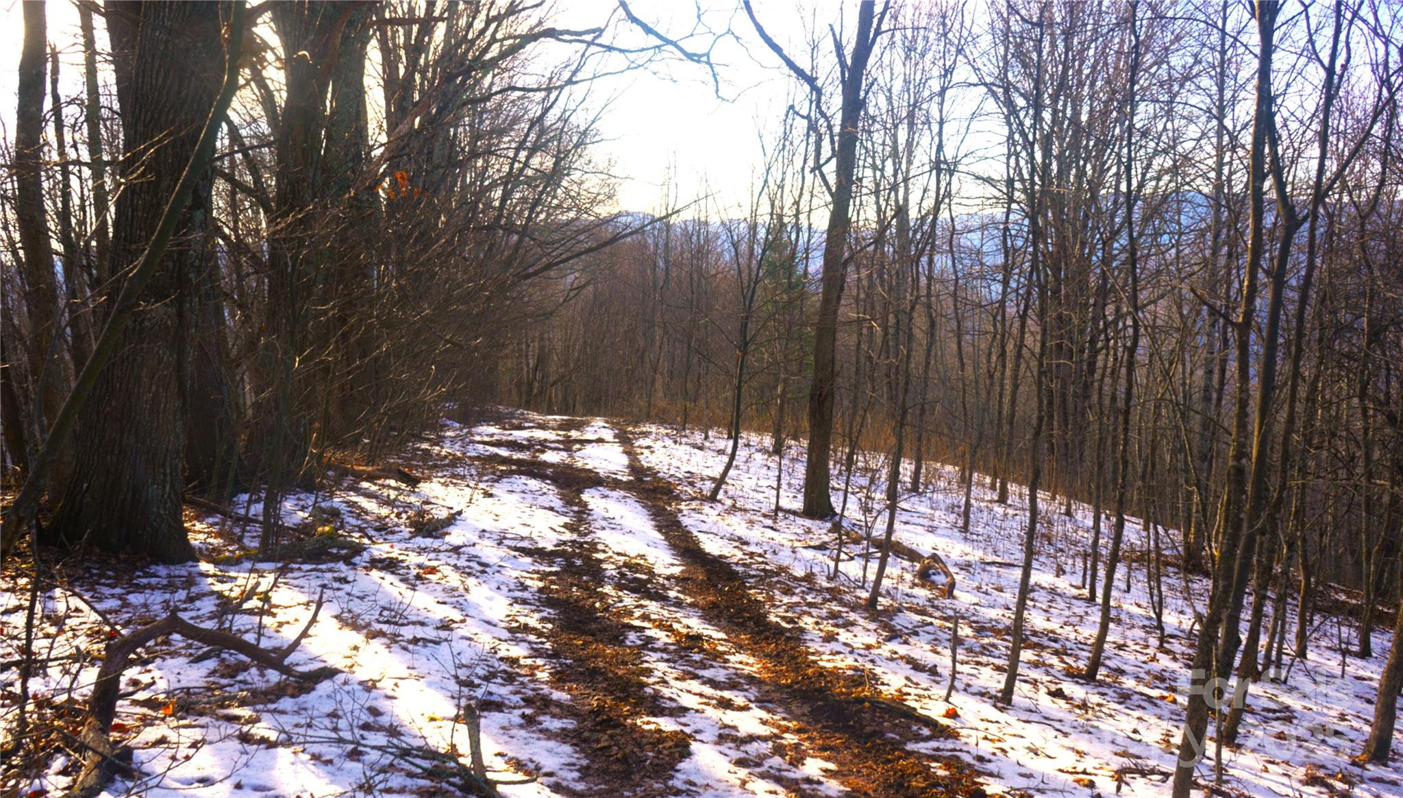 Rt side of woods-shows old field, young saplings - SR-1386 W Sang Branch, Hog Branch Road W, Burnsville