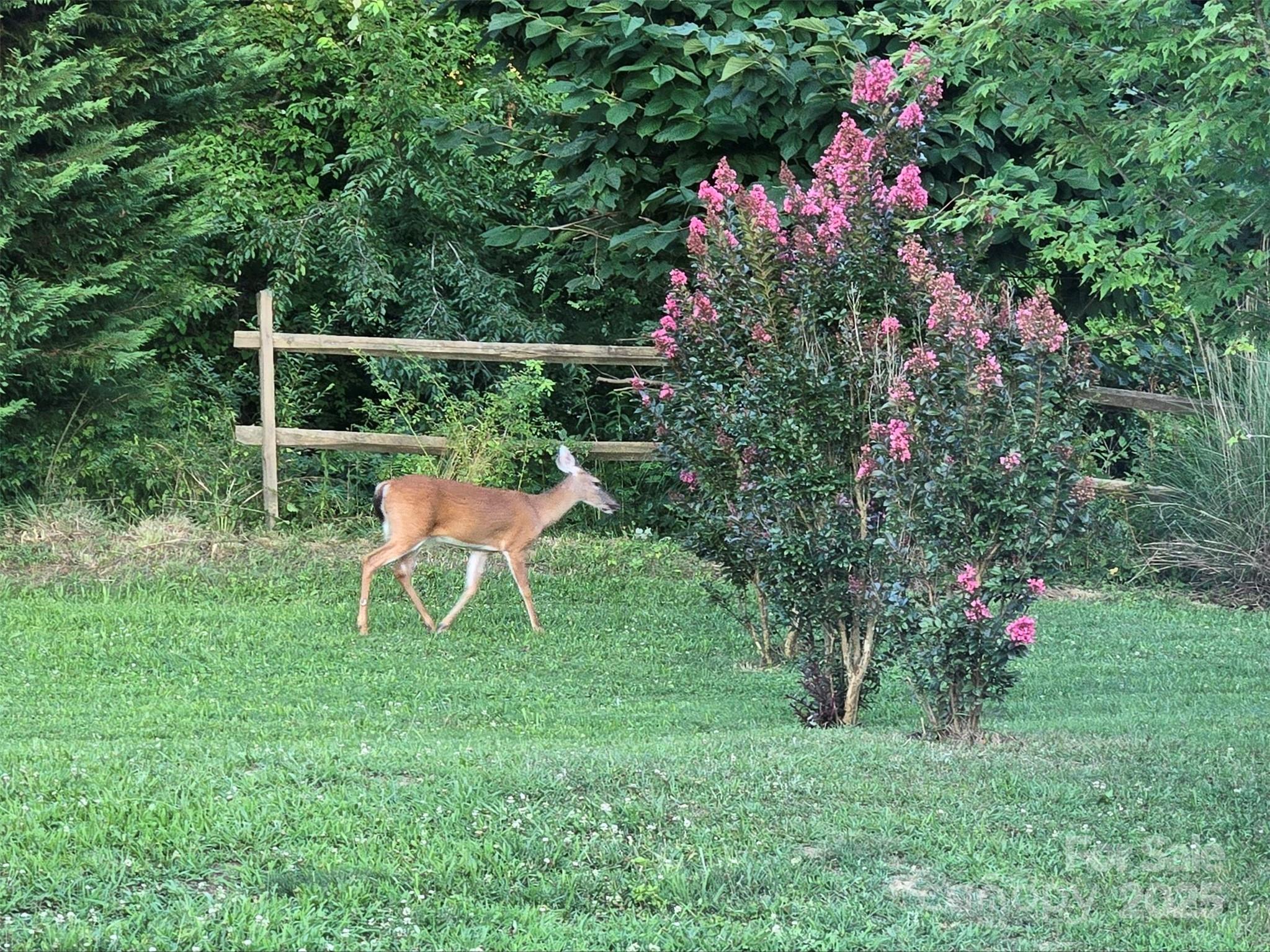 Many deer of all sizes and descriptions surround the house all the time. Watch them eating, romping, and moms nursing their young in the meadow, or simply walking through the back and side yards. - 626 Fairview Loop, Hot Springs