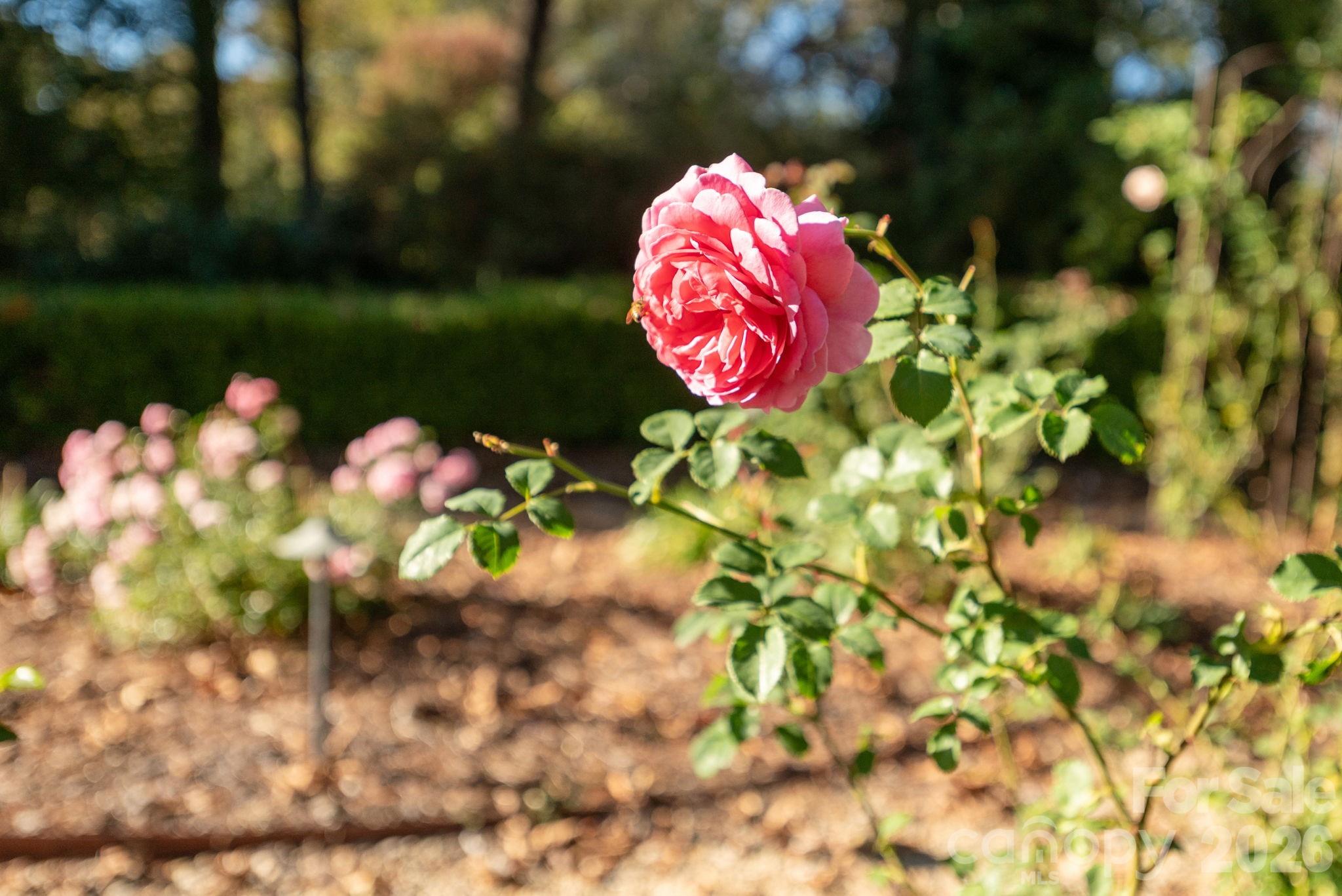 Seasonal blooms add color throughout the grounds - 8 Fairway Place, Asheville
