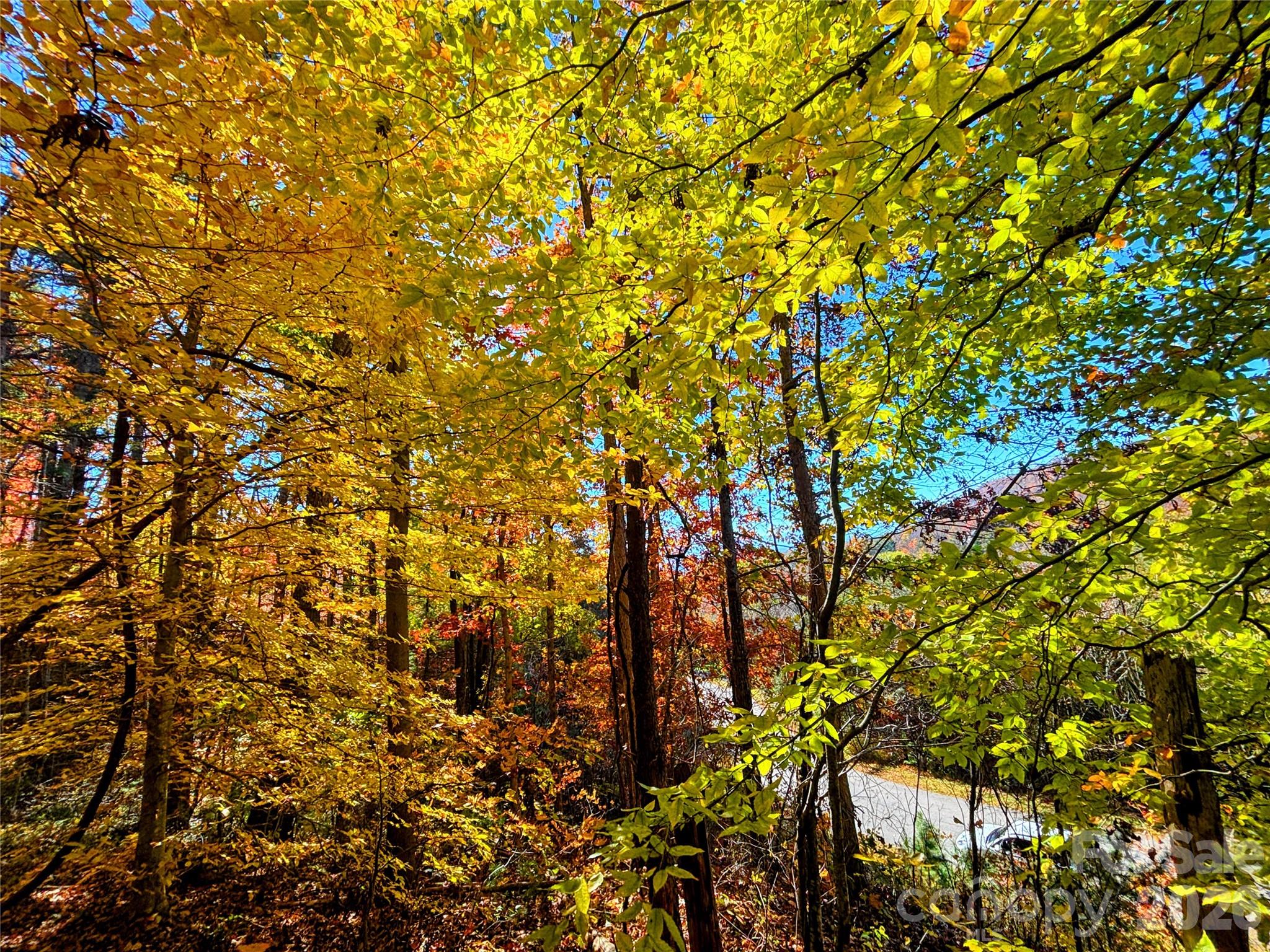 Fall Colors from Lot 11-5-25 - 66 HawTree Court, Weaverville
