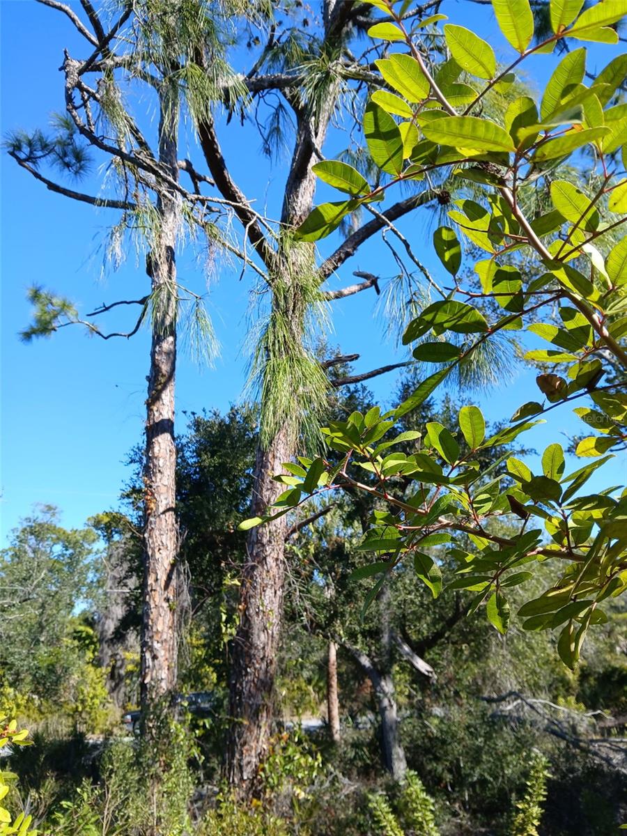 Land at 13493 MARKHAM AVE, PORT CHARLOTTE, photo 12 of 26