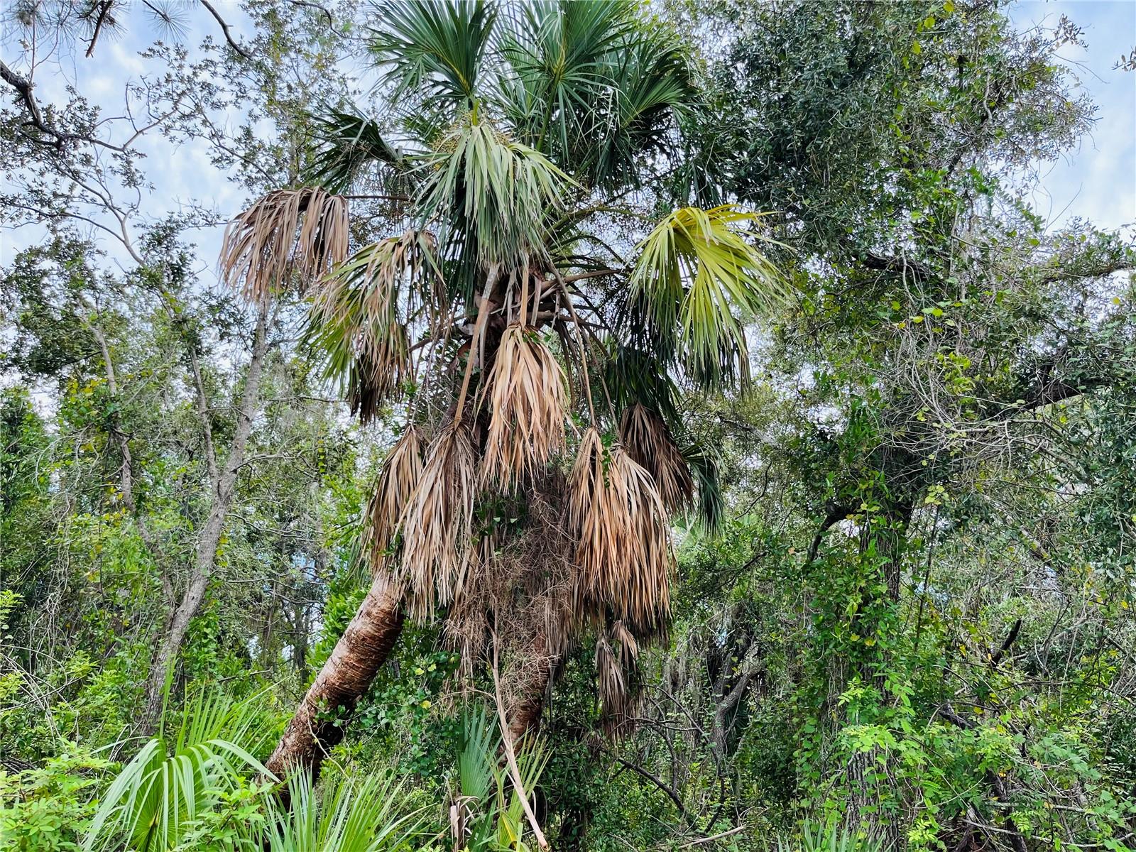 Land at 26145 FLOWER RD, PUNTA GORDA, photo 5 of 7