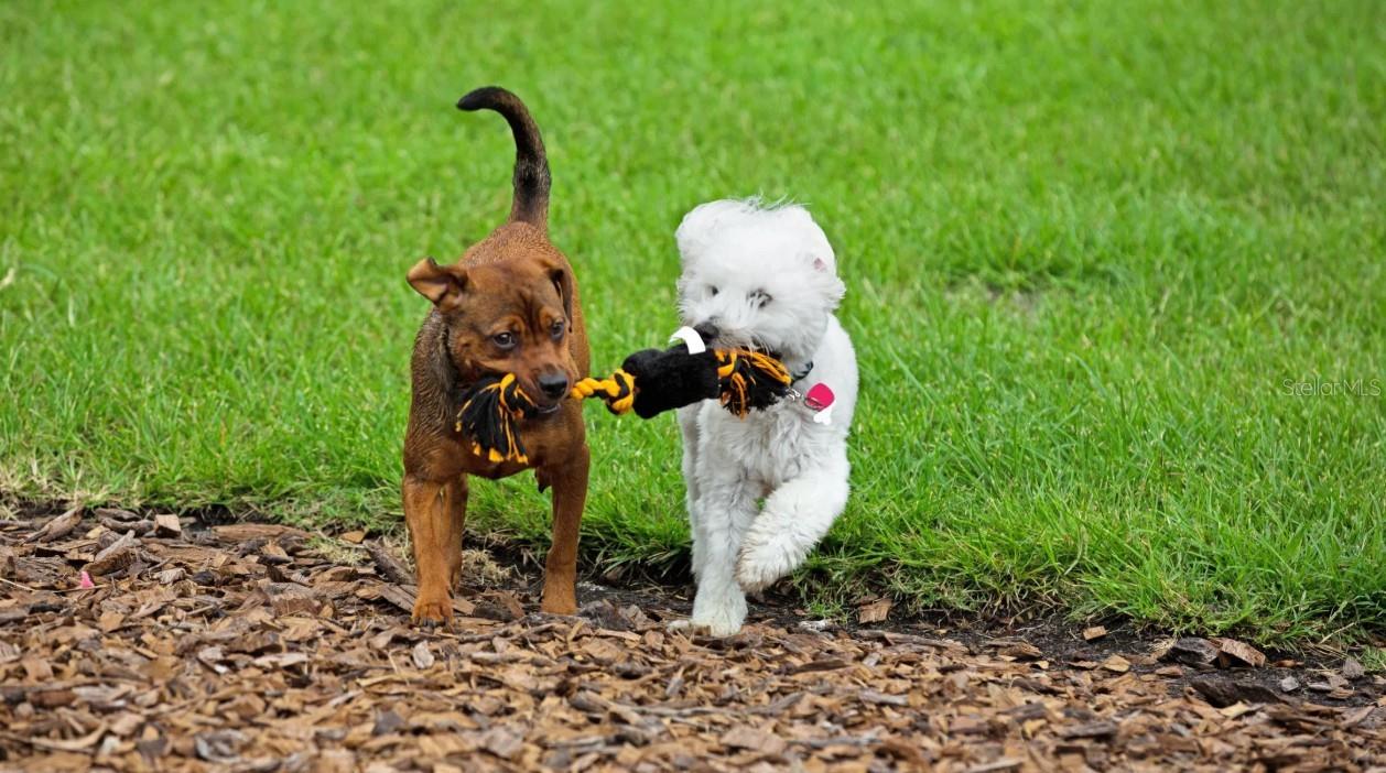 Dog Park for Zoomie Time - 59 ENCLAVE AVE, PALM COAST