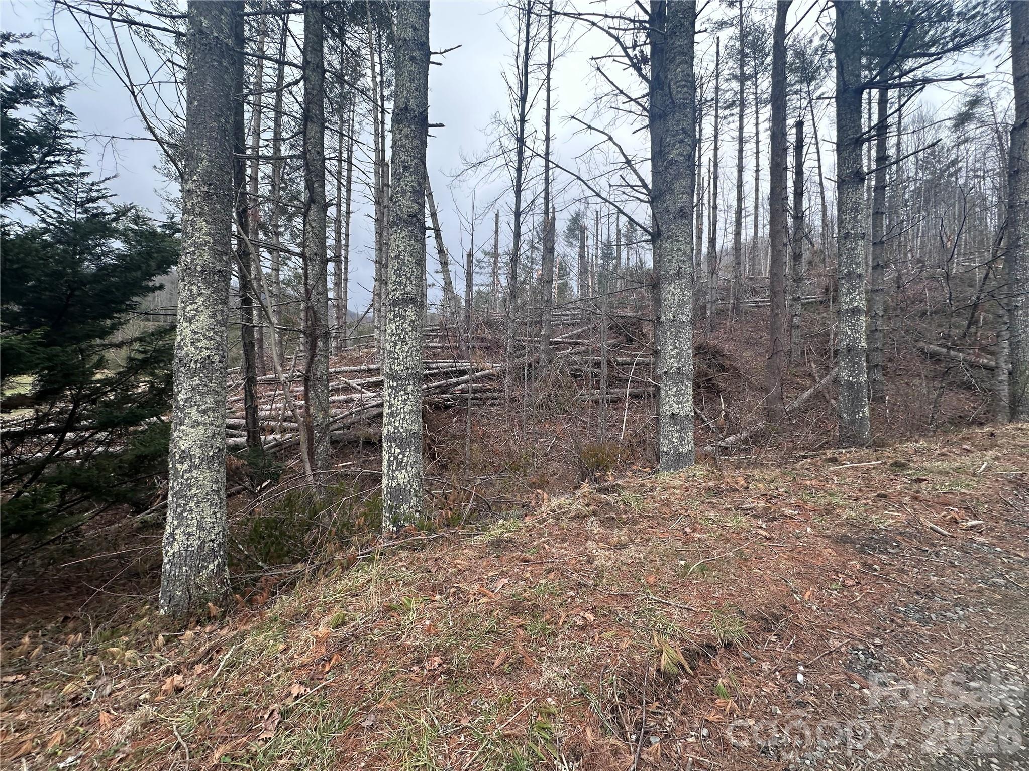 Beautiful timber still present - winter views - 99999 Big Rock Creek Drive, Bakersville