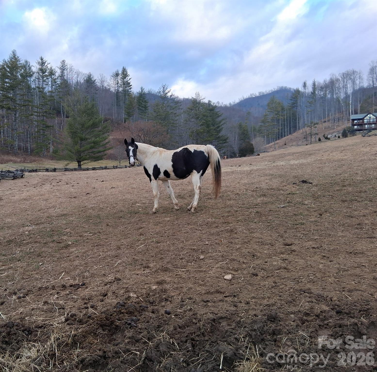 Beautiful Horses surround this lot! - 99999 Big Rock Creek Drive, Bakersville
