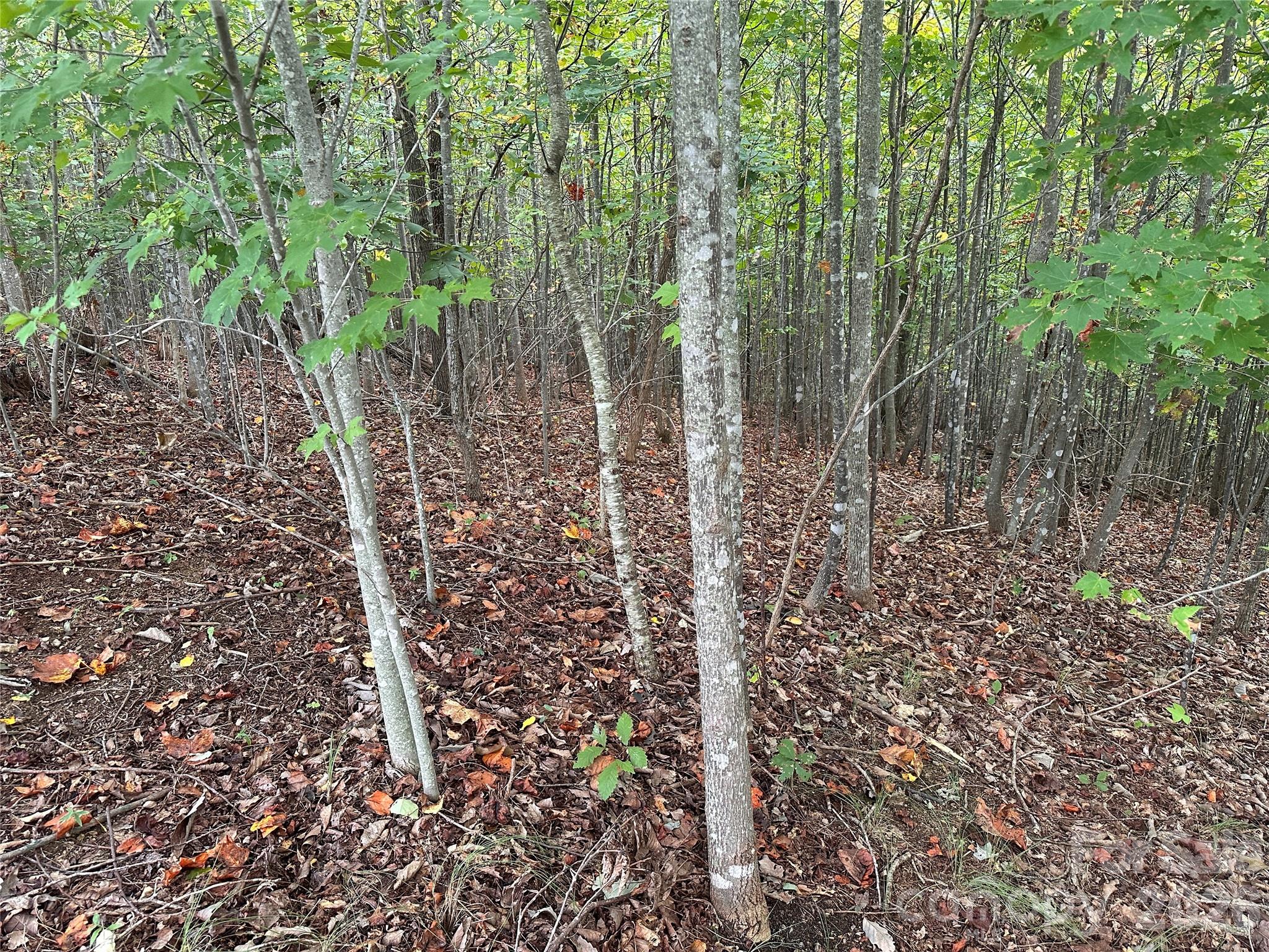 Lot at 311 Scenic Vista Drive, Nebo, photo 3 of 17