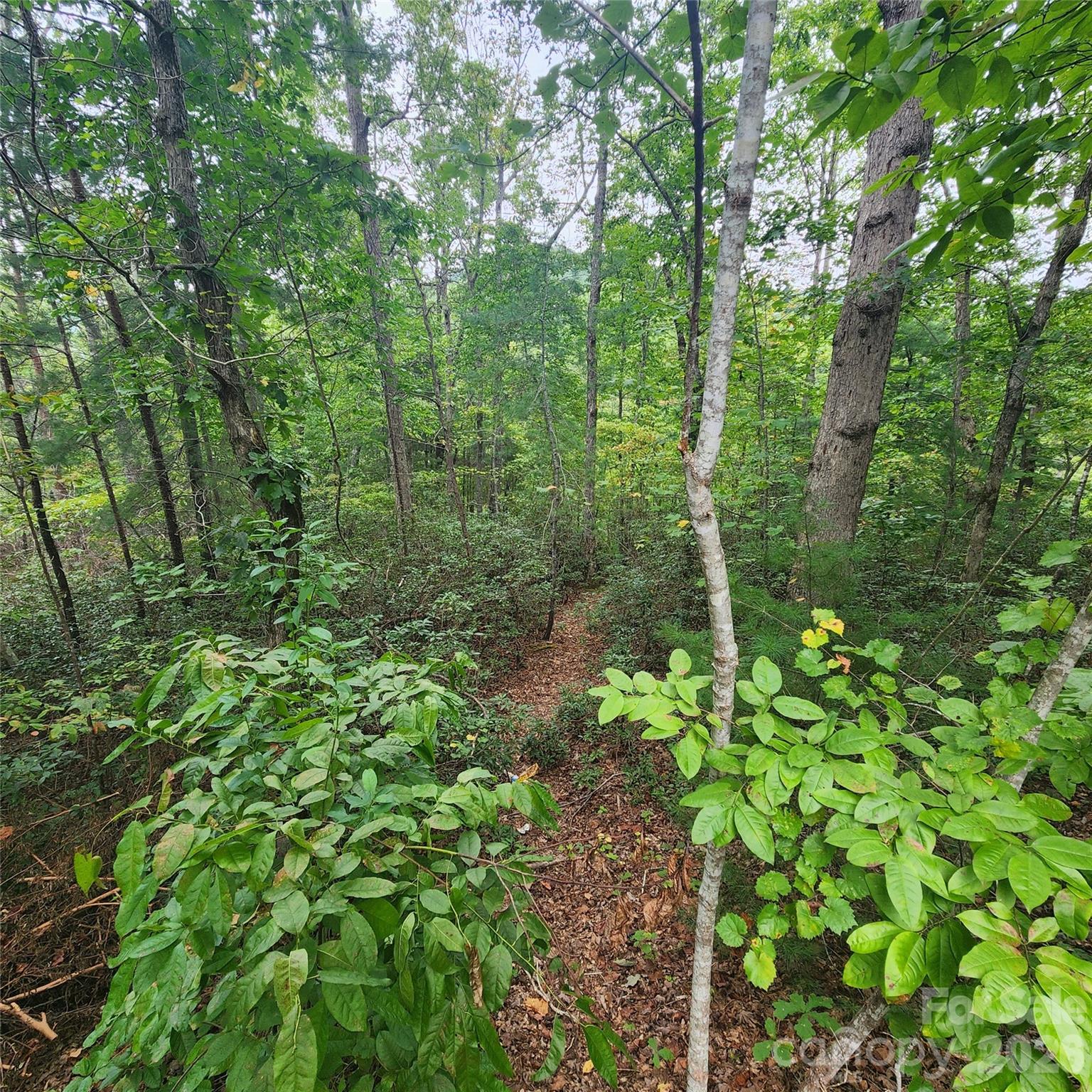 Lot at Lot 11 Waterside Drive, Lake Lure, photo 2 of 23