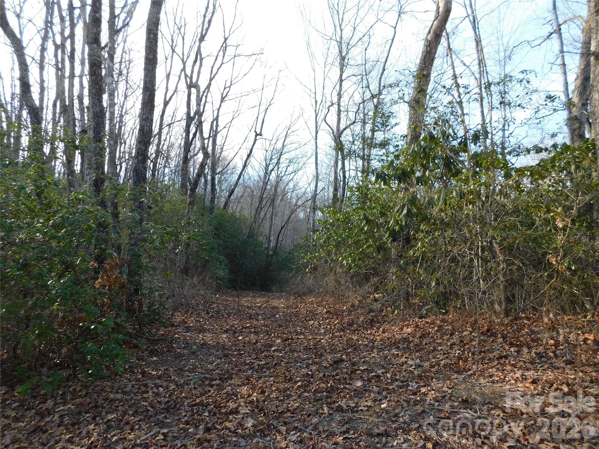 Drive is a gentle slope bordered by native plants. - 154 Laurel Thicket Drive, Brevard