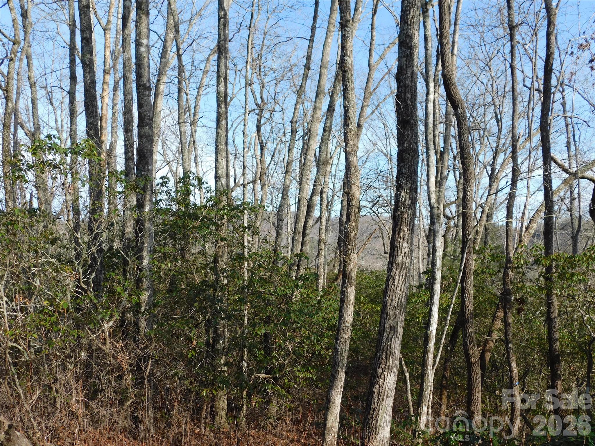 Native maturing trees provide privacy. - 154 Laurel Thicket Drive, Brevard