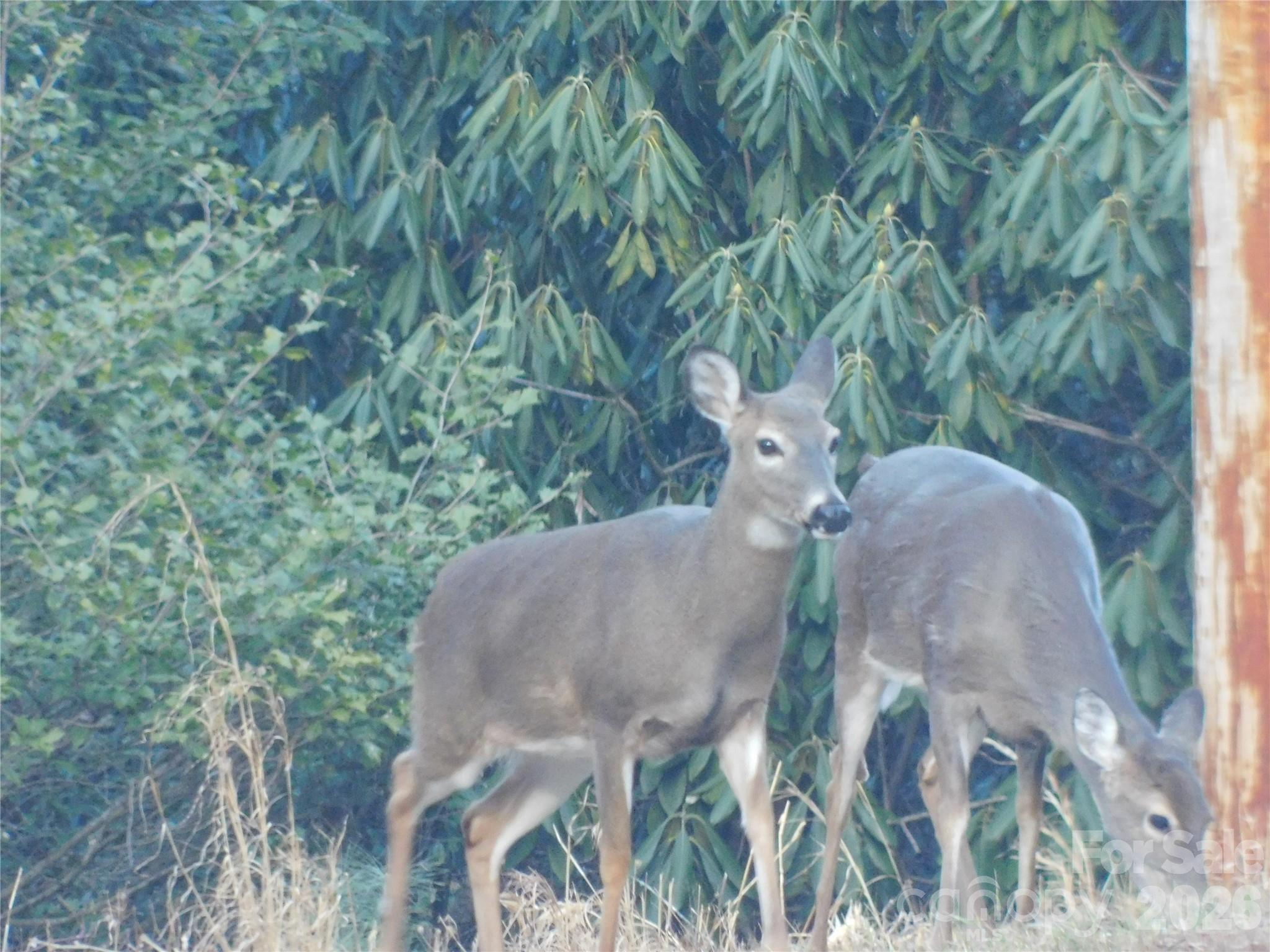 Enjoy the wildlife. - 154 Laurel Thicket Drive, Brevard
