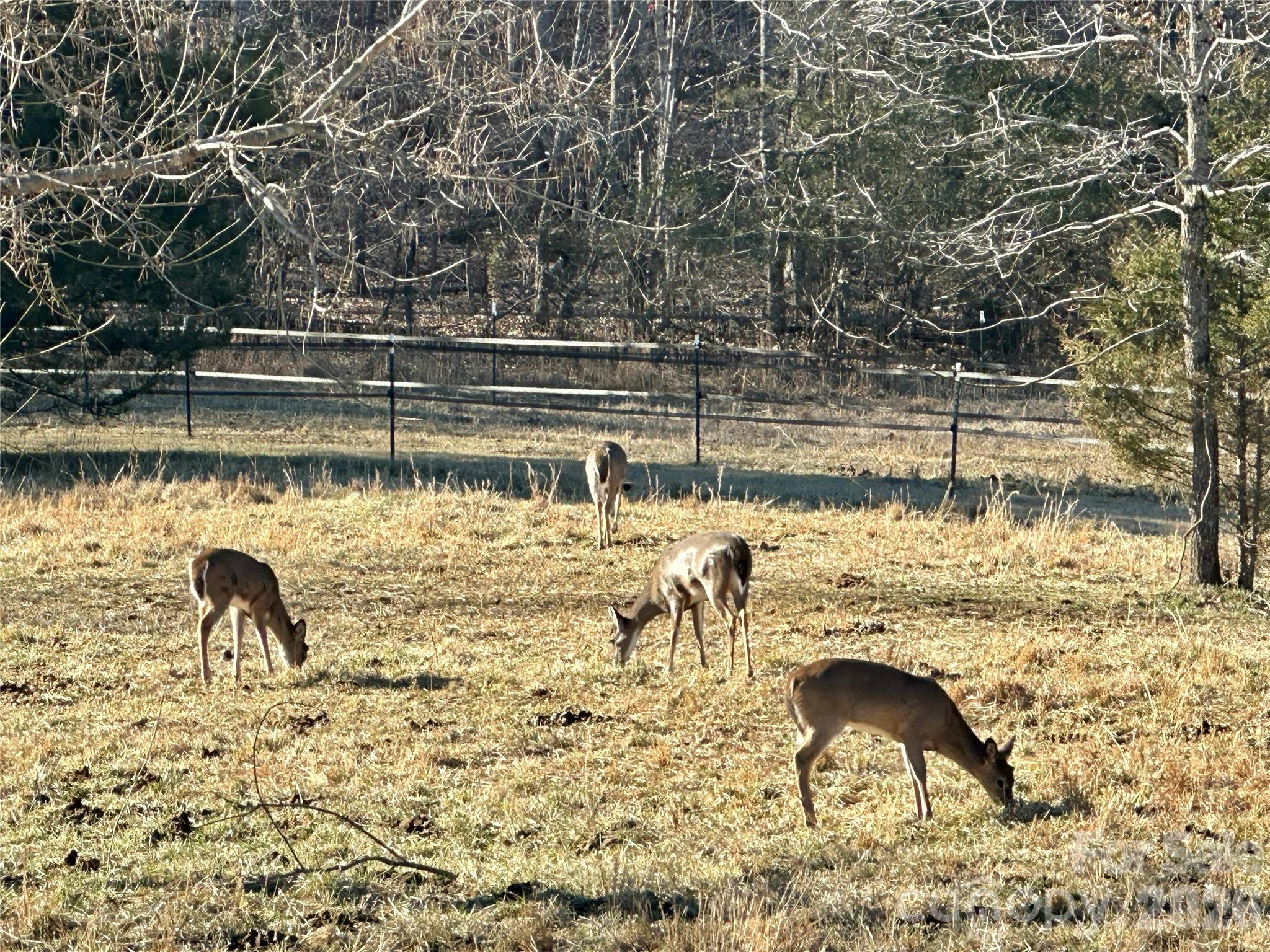 Beauty coming and going from the neighborhood - 99999 River Crest Parkway, Rutherfordton