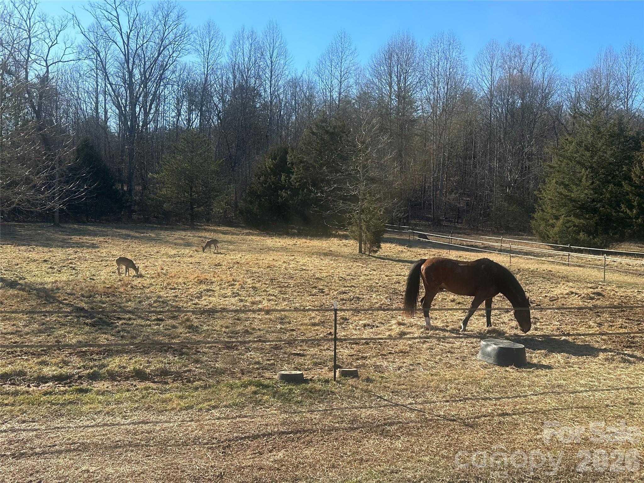 Neighbor's horses graze happily - 99999 River Crest Parkway, Rutherfordton