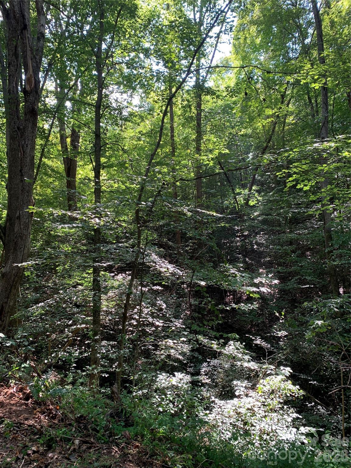 Tree Canopy - 1800 Hilferty Road, Hickory