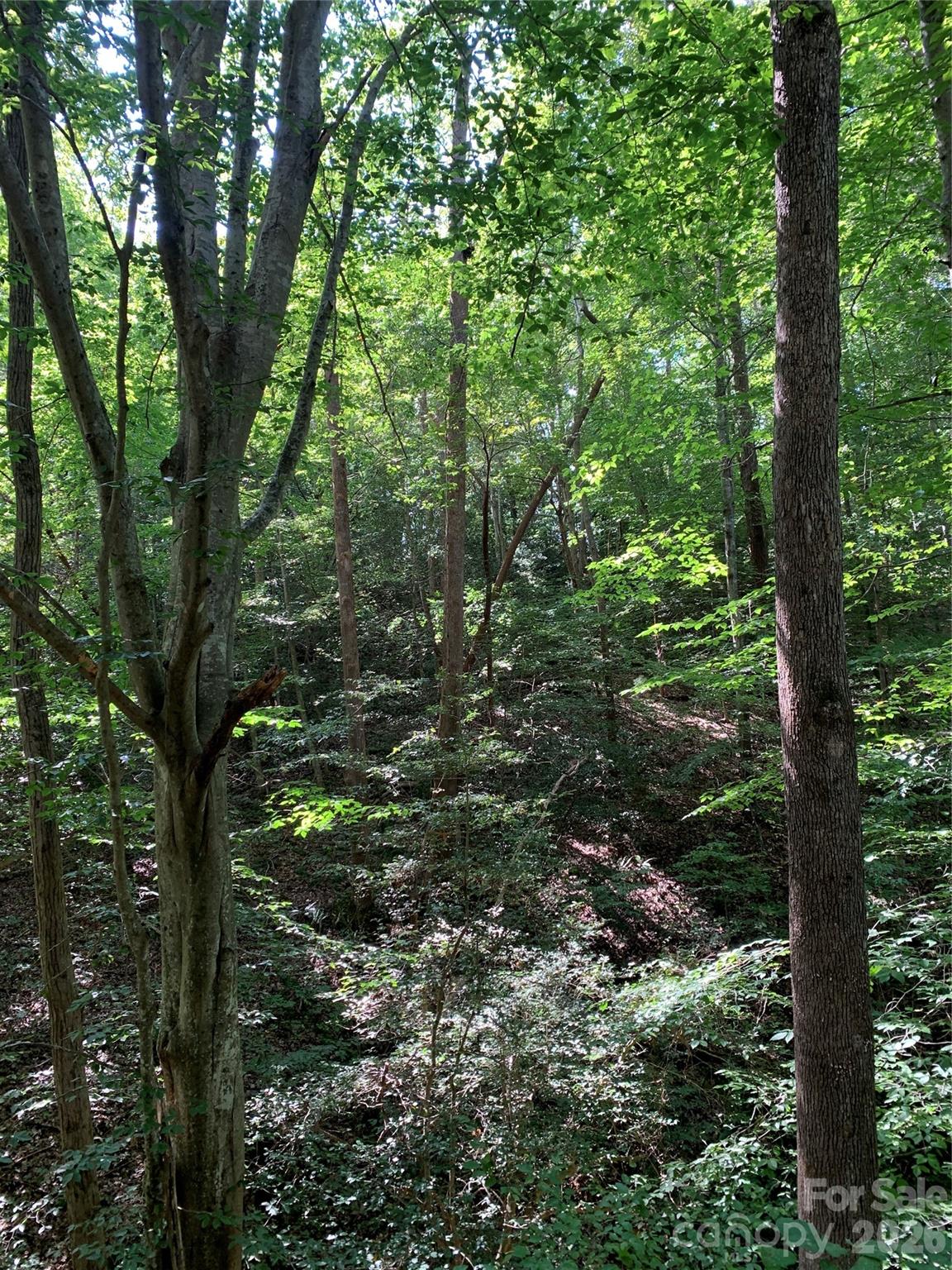 Tree Canopy - 1800 Hilferty Road, Hickory
