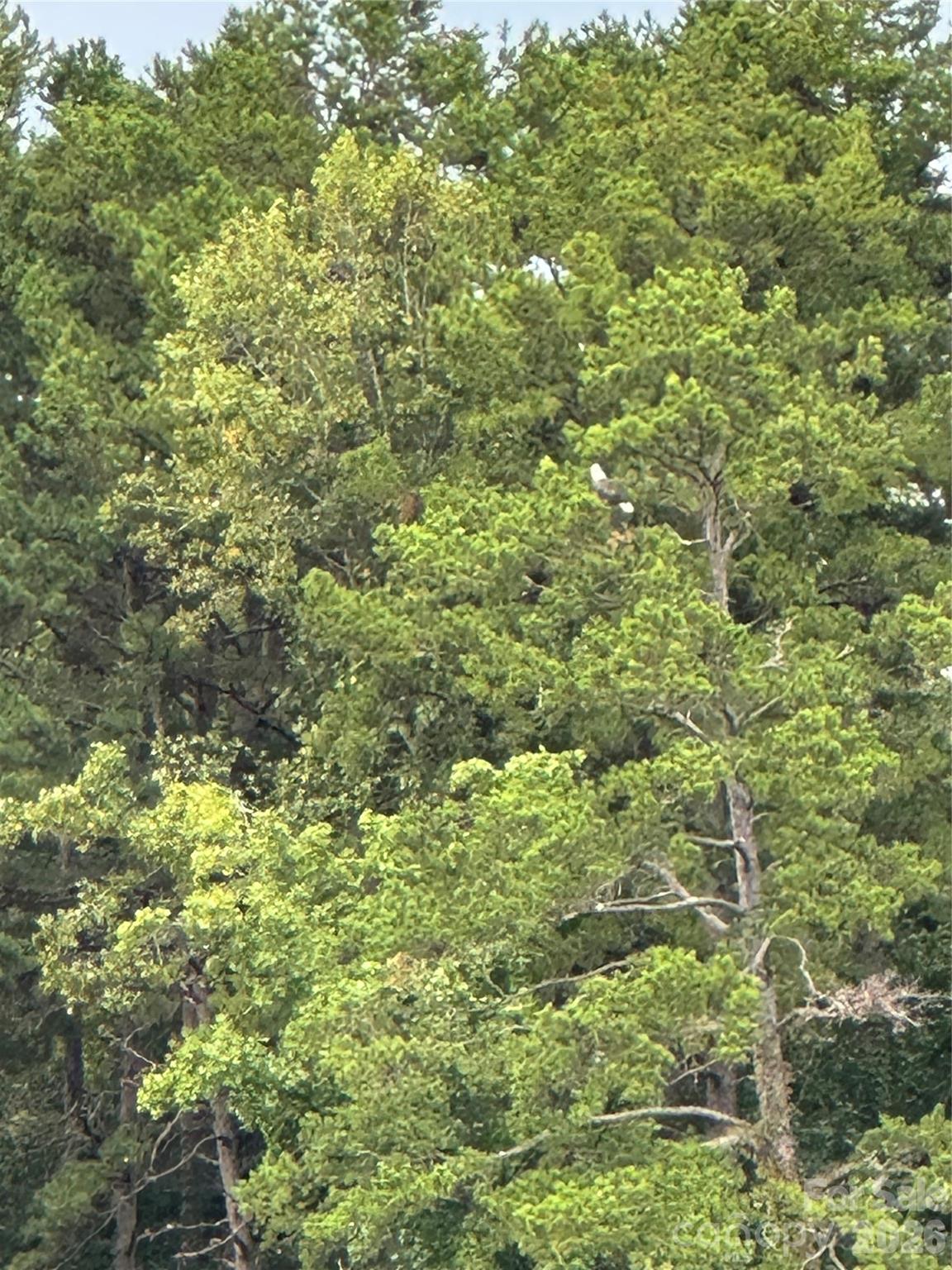 View across Lake Hickory - Bald Eagle - 1800 Hilferty Road, Hickory
