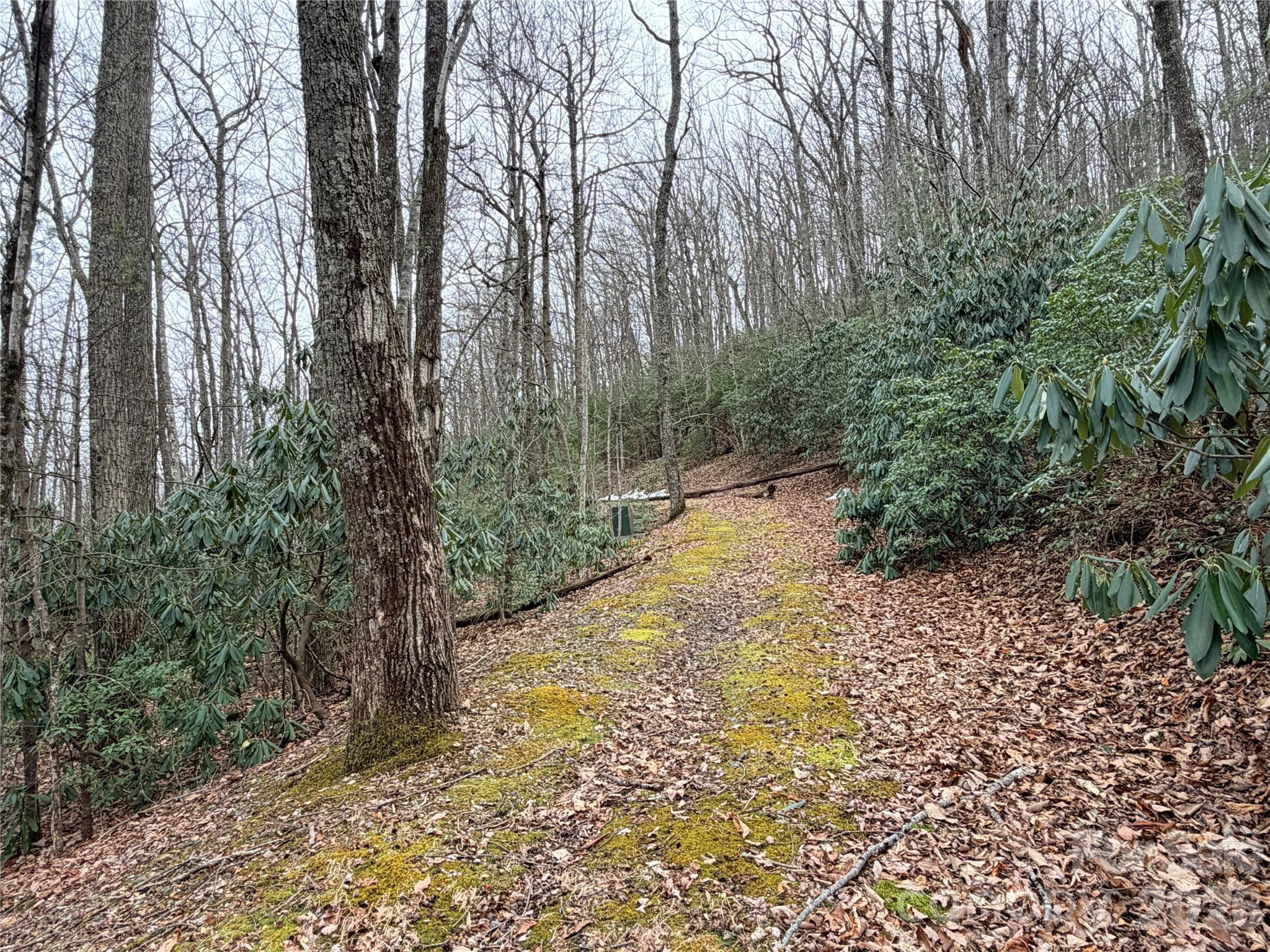 Driveway in Place to Homesite - TBD (Lot 19) Wolf Den Lane, Lenoir