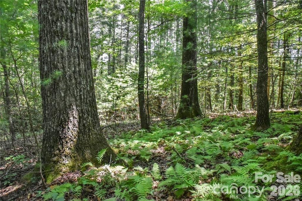 Acreage at 19 Laurel Loop Road, Fairview, photo 3 of 14