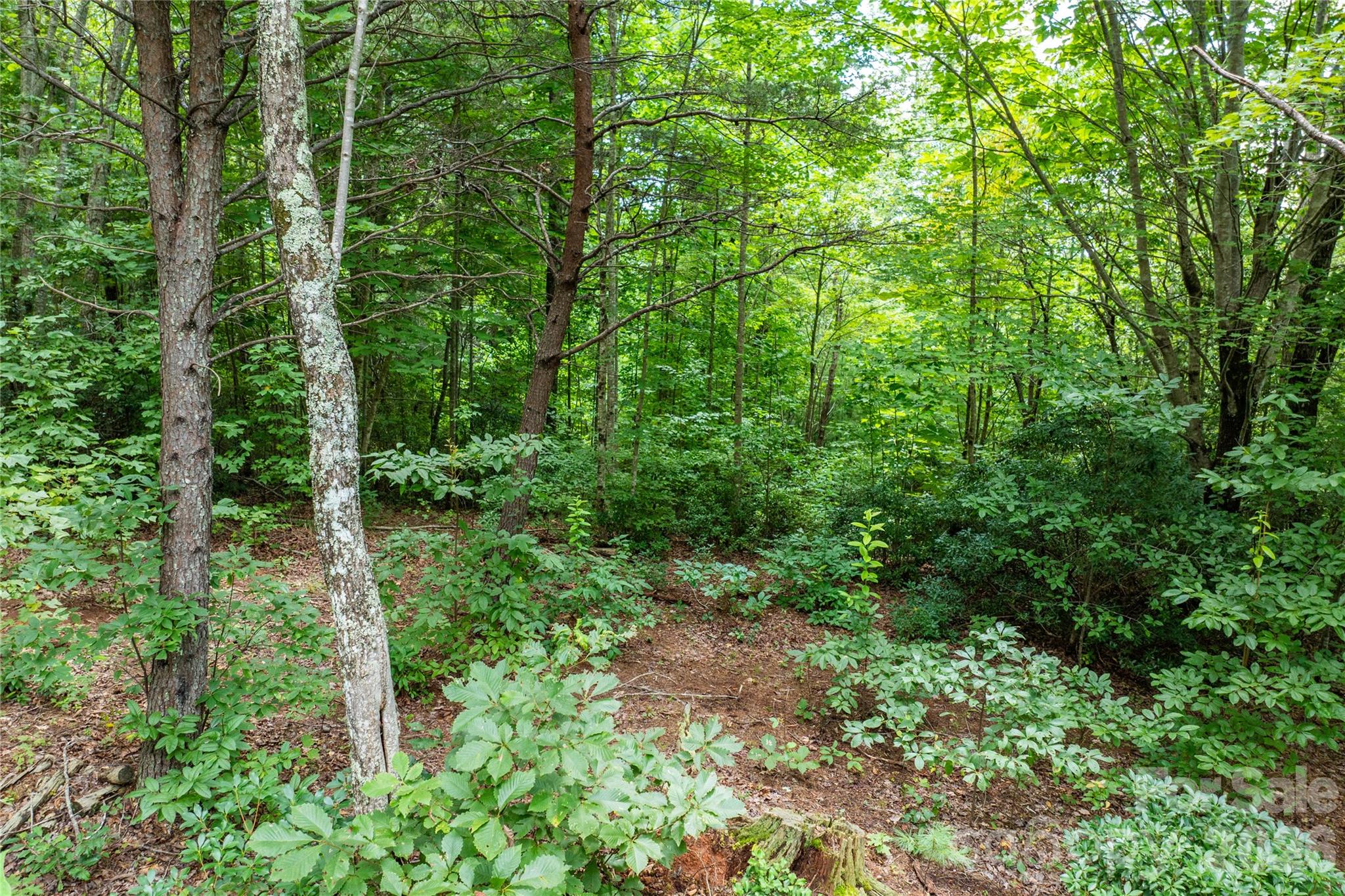 Lot at 5.5 Acres Dogwood Way, Lenoir, photo 13 of 16