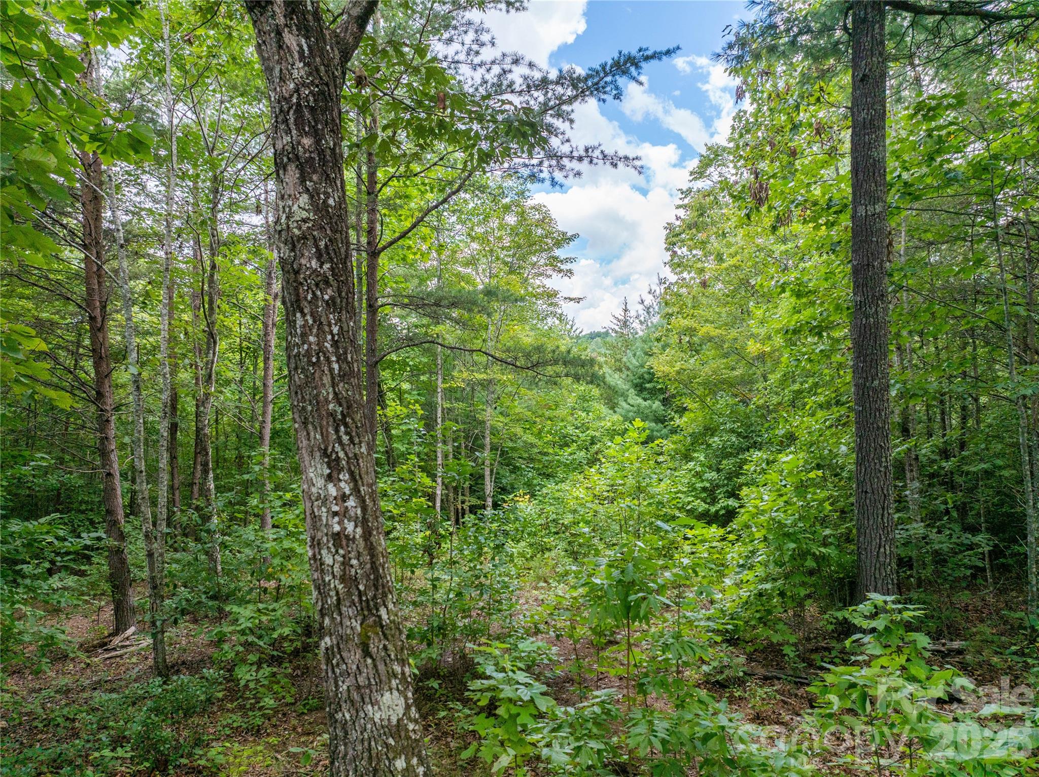 Lot at 5.5 Acres Dogwood Way, Lenoir, photo 14 of 16