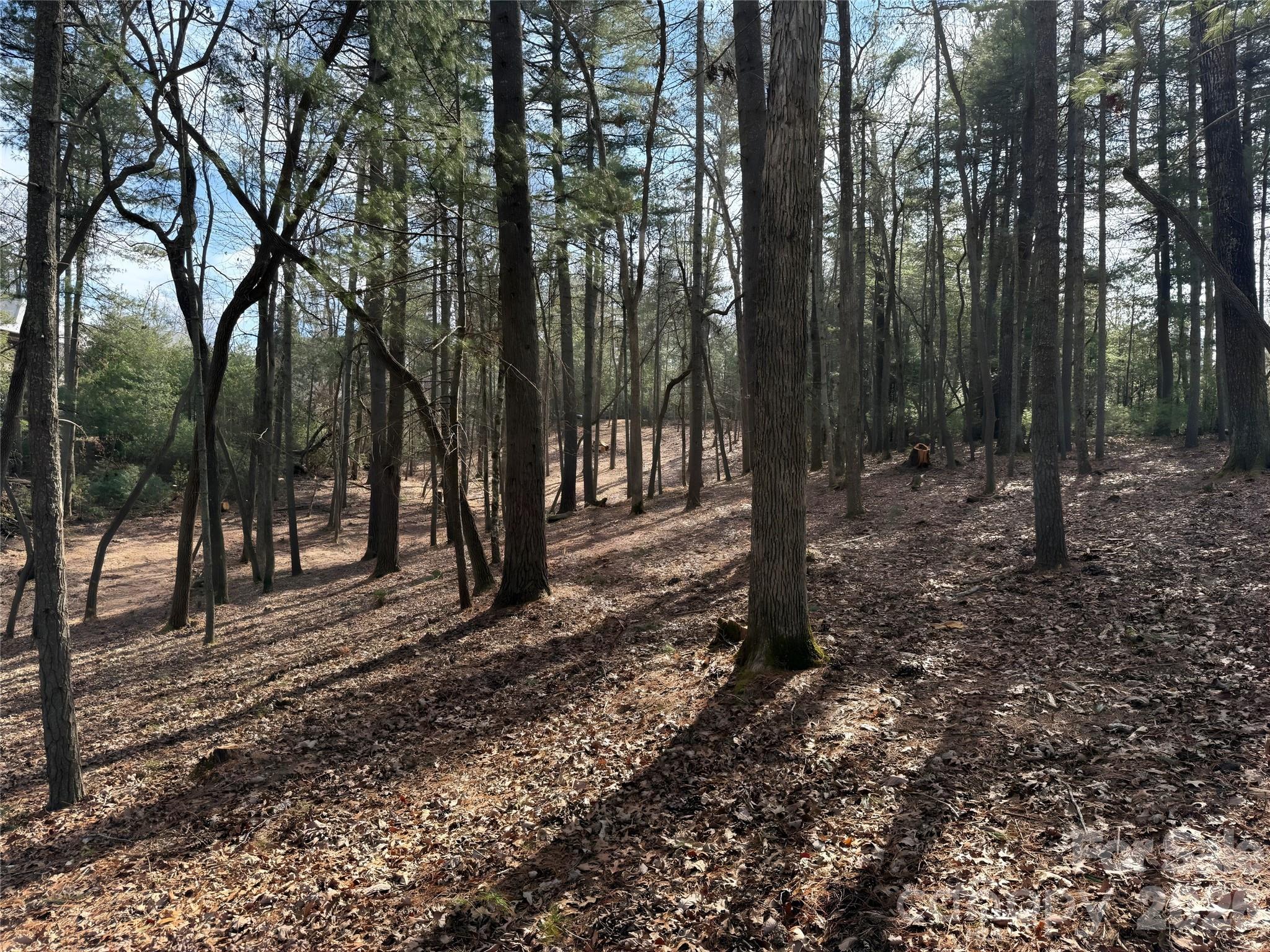 View toward road from potential build site - 0 Cedar Hill Drive, Asheville