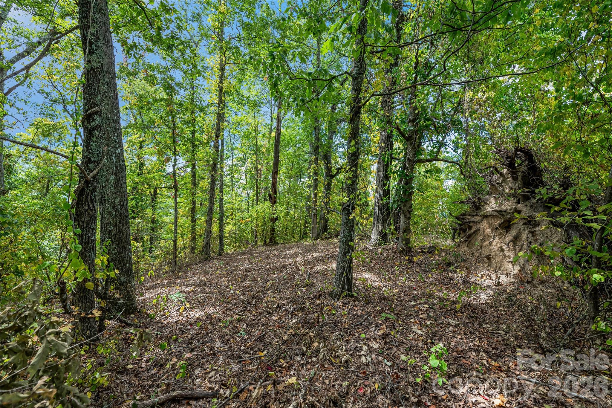 view looking to the north could easily be opened up - 1380 Seven Glens Drive, Weaverville