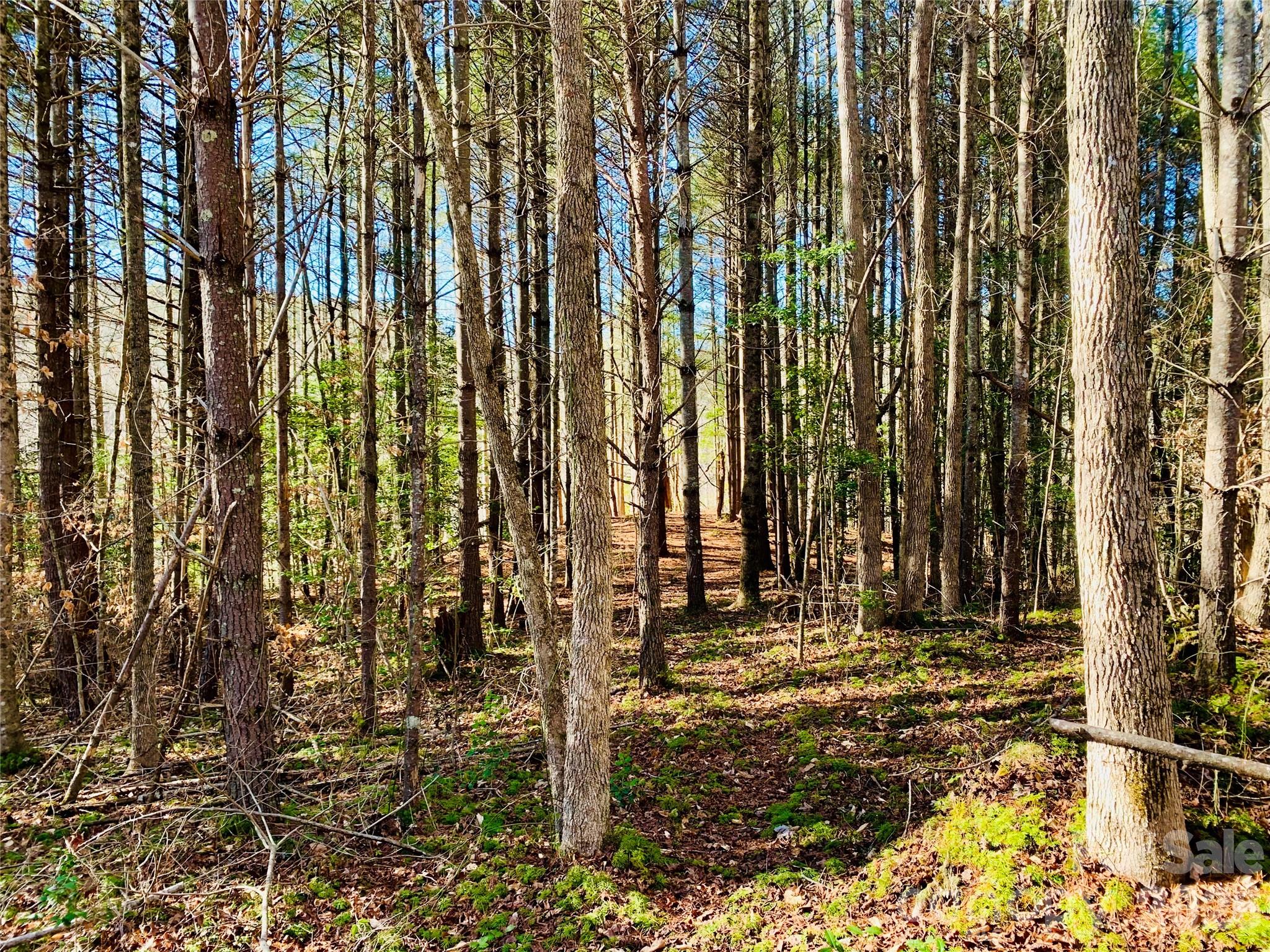 Lot at 6129 Painted Ridge Trail, Lenoir, photo 12 of 39
